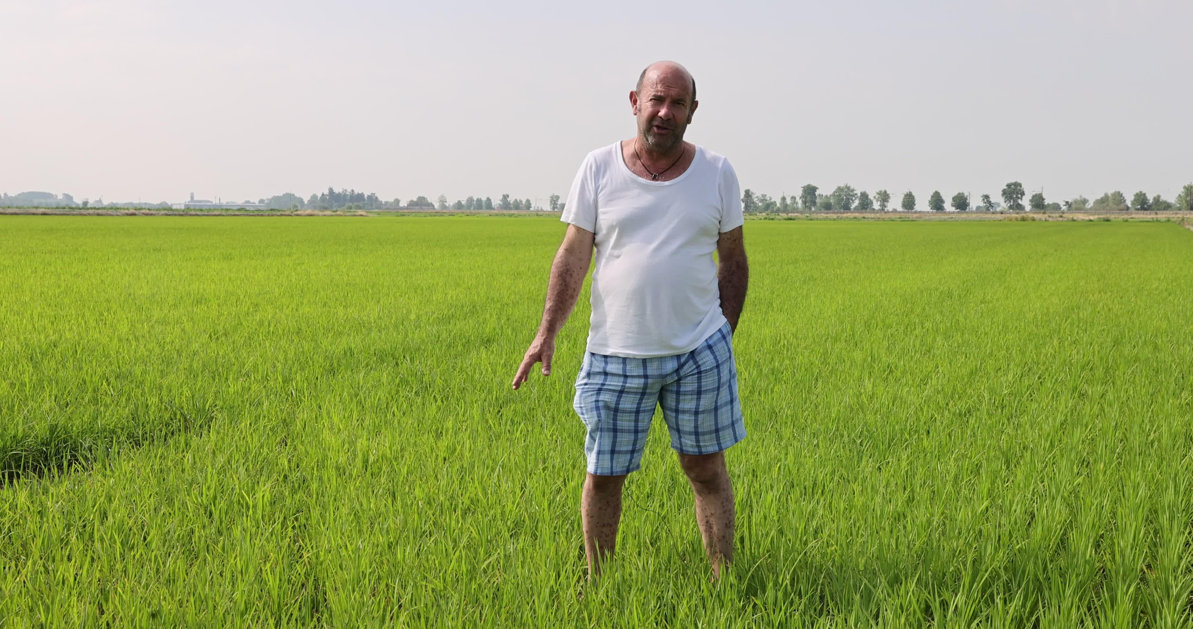 Drought In Northern Italy: paddy fields in Novara