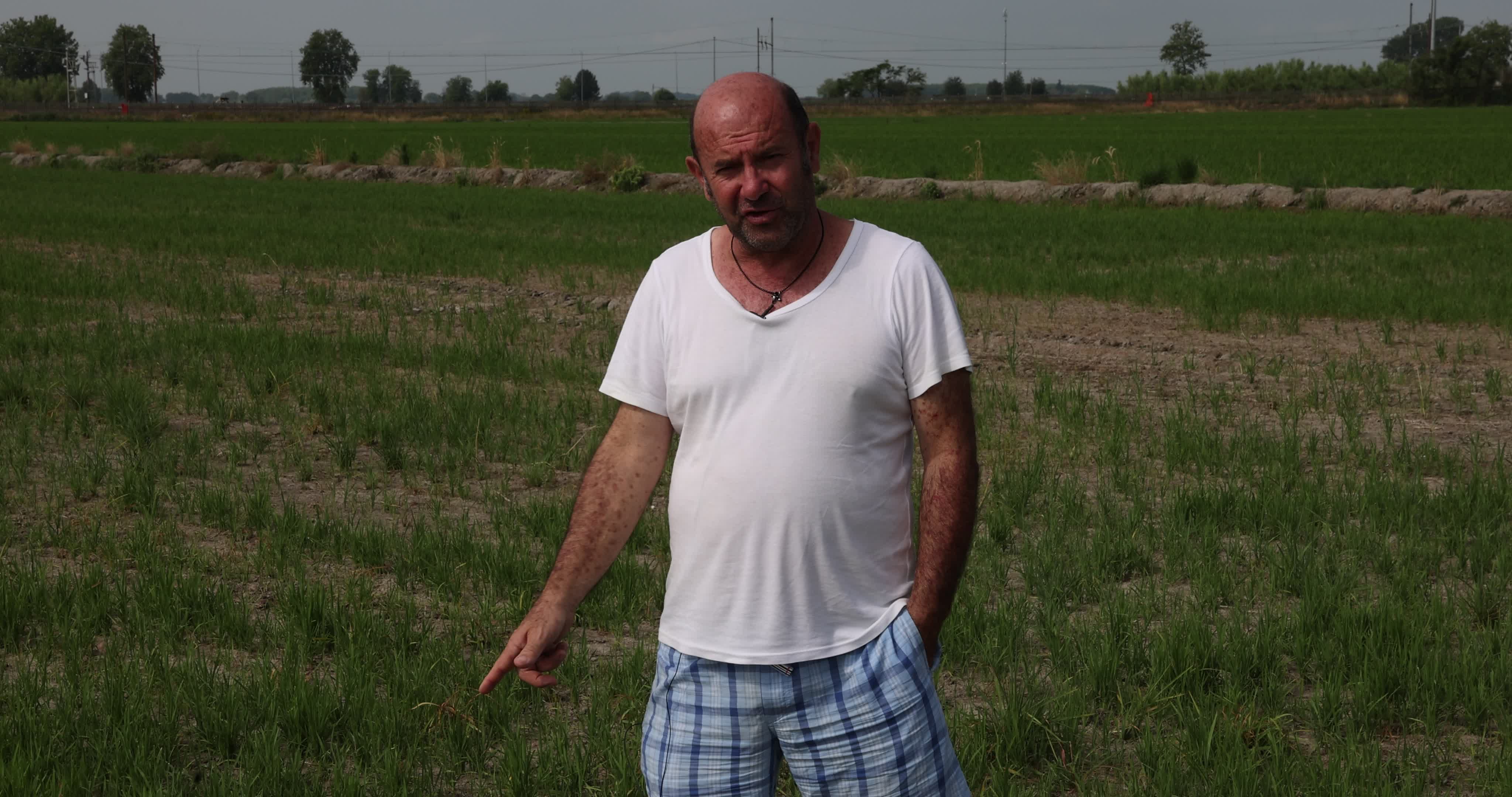 Drought In Northern Italy: paddy fields in Novara