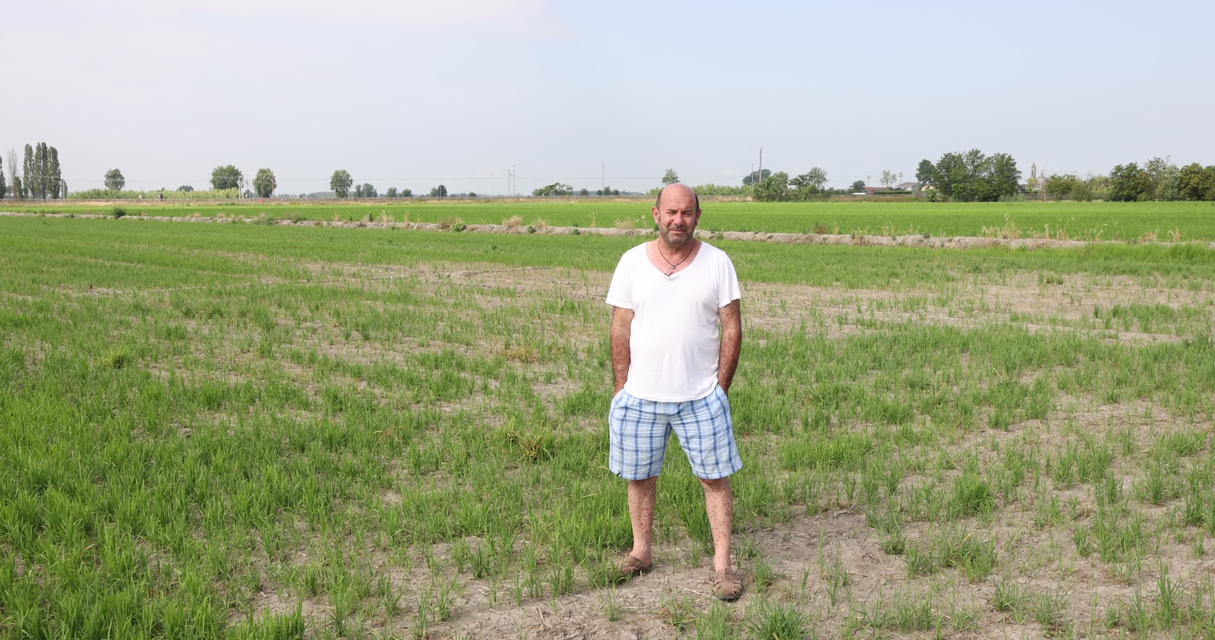 Drought In Northern Italy: paddy fields in Novara
