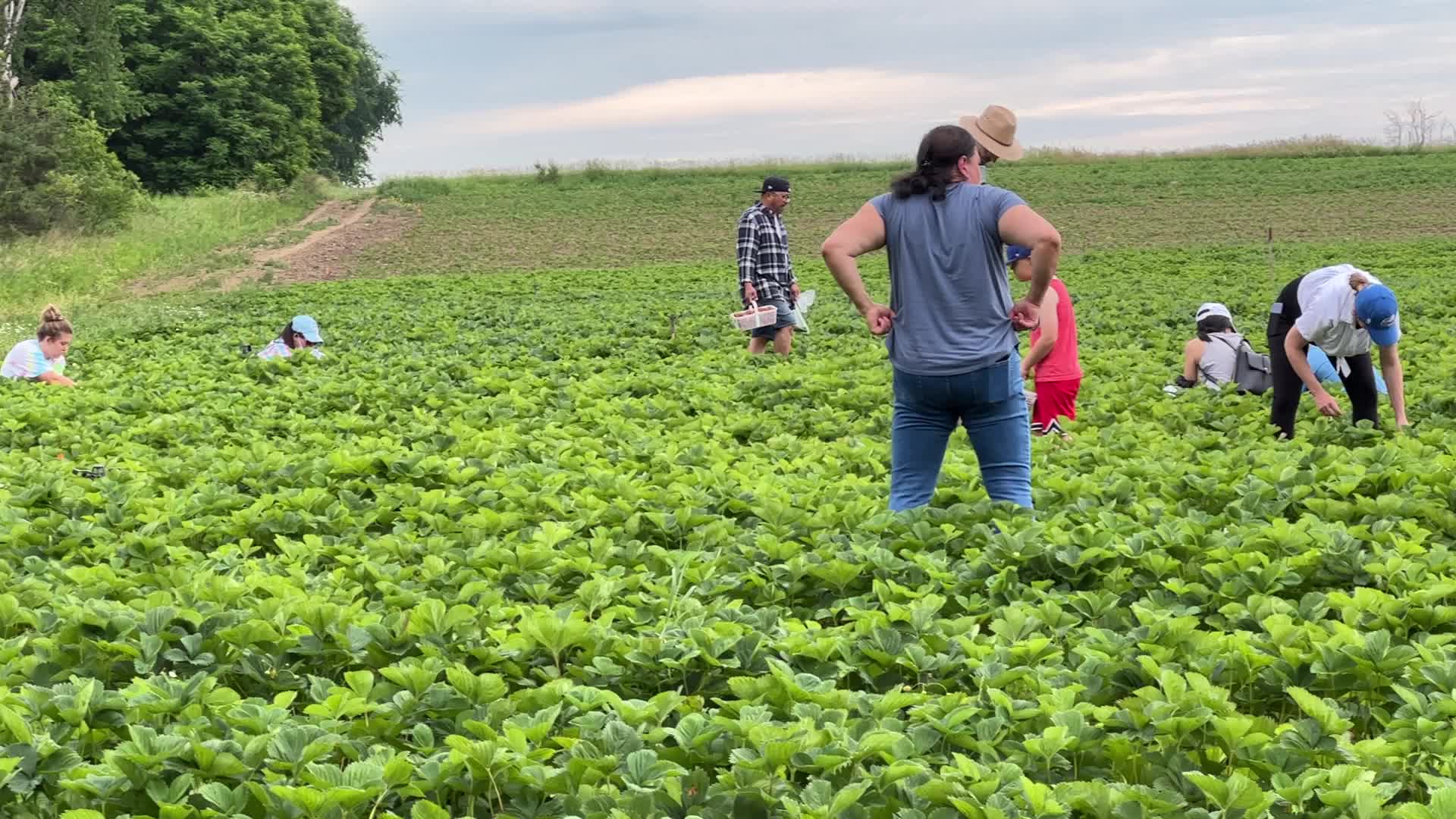 Strawberry picking in Canada