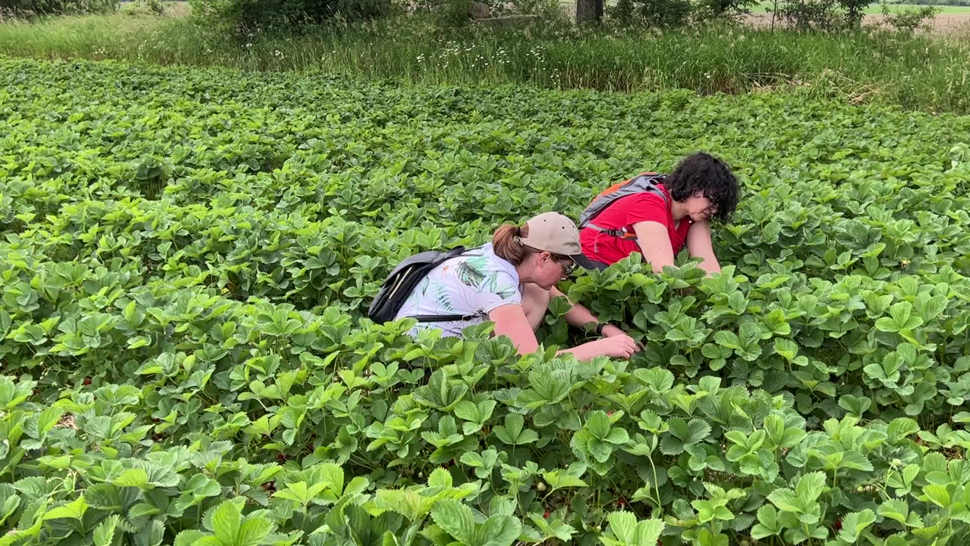 Strawberry picking in Canada