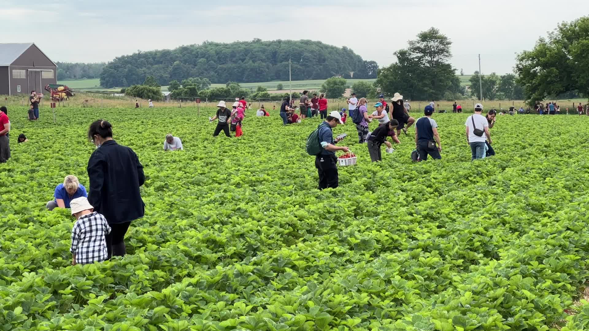 Strawberry picking in Canada