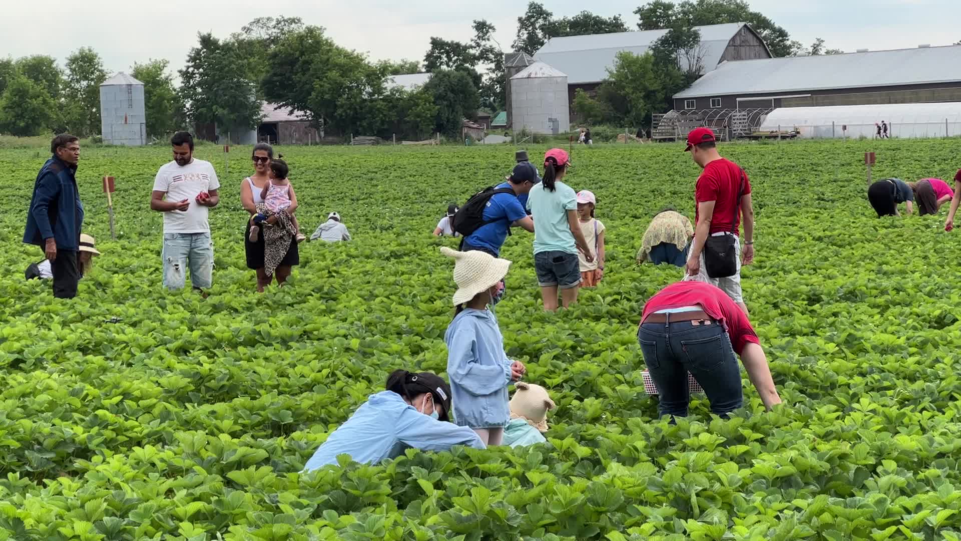 Strawberry picking in Canada