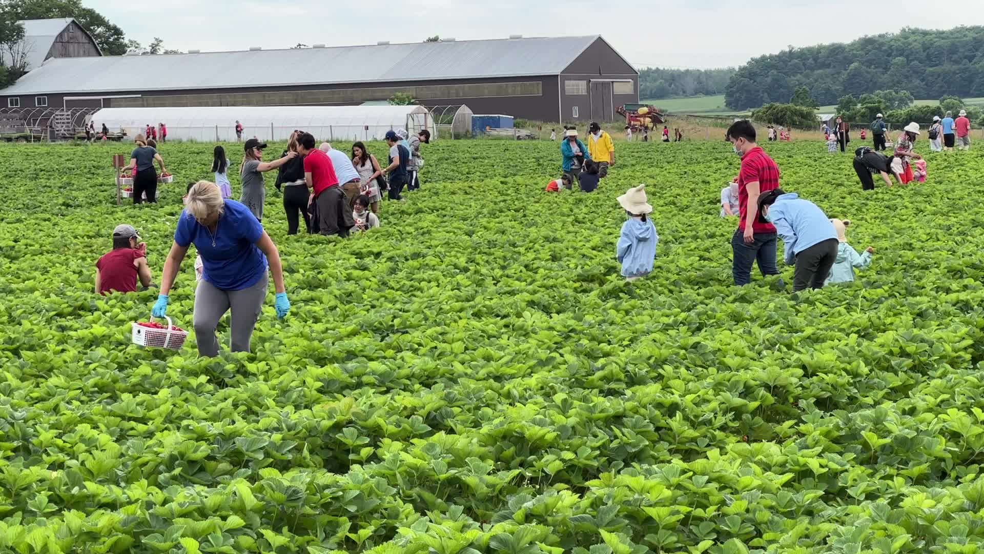 Strawberry picking in Canada