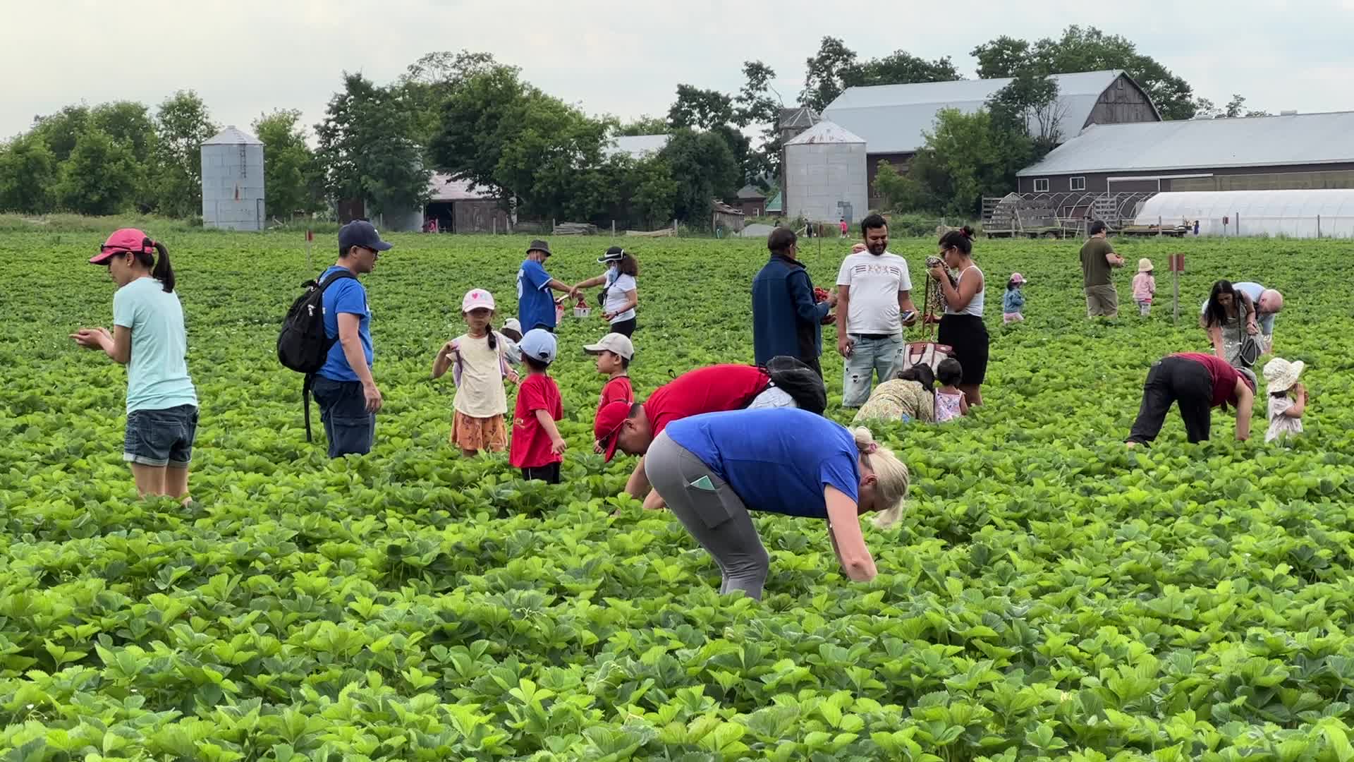 Strawberry picking in Canada