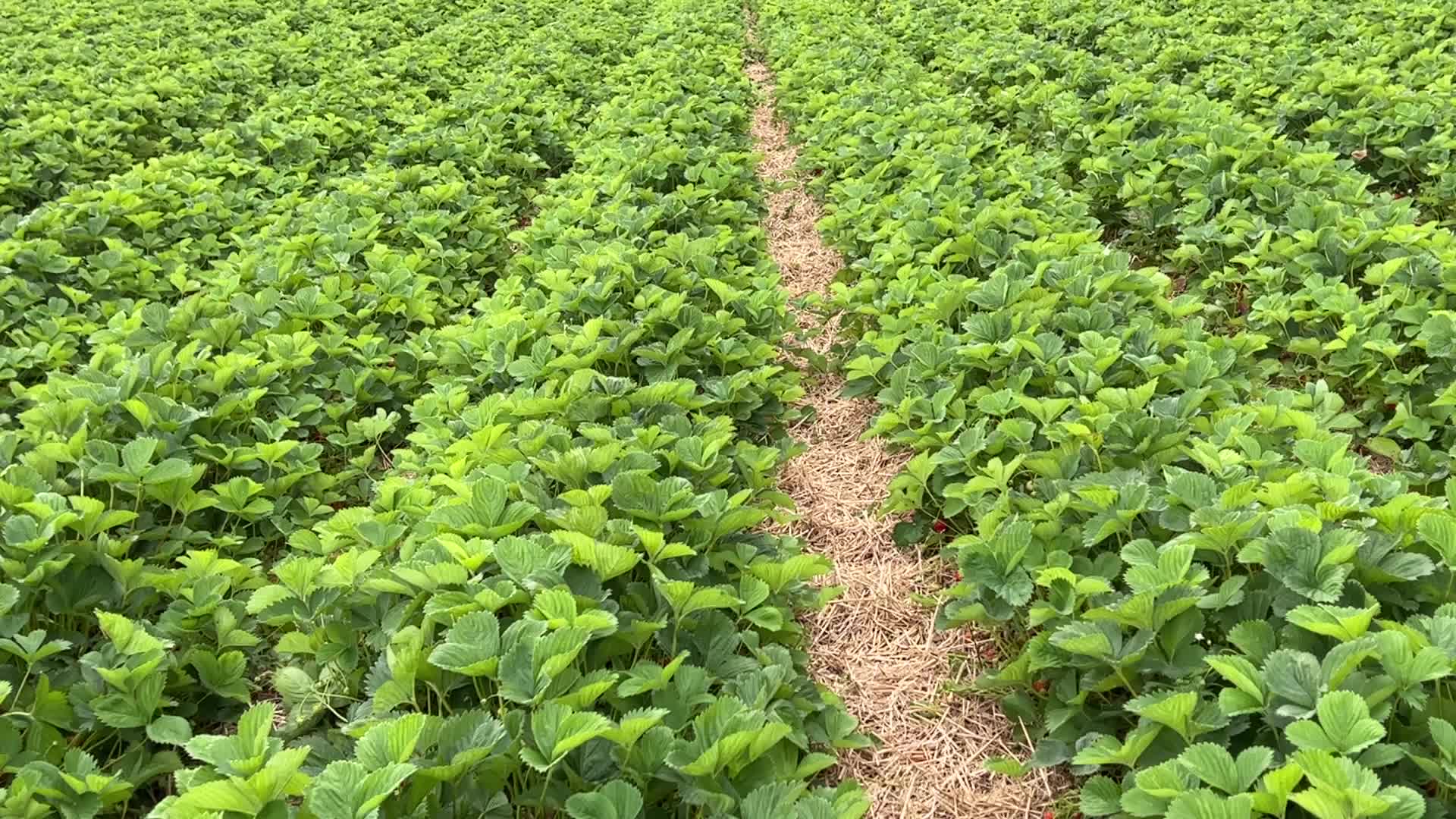 Strawberry picking in Canada