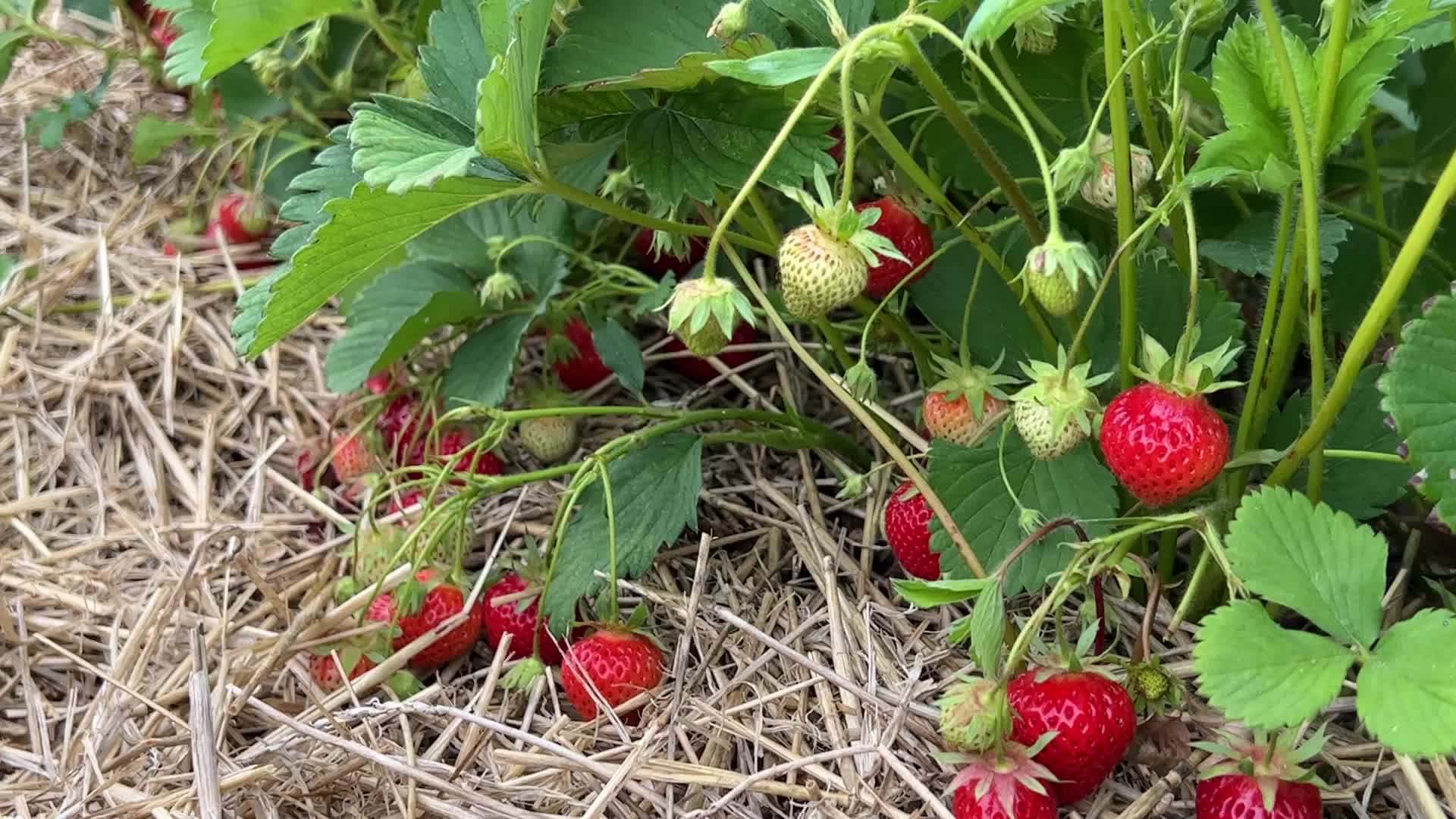 Strawberry picking in Canada
