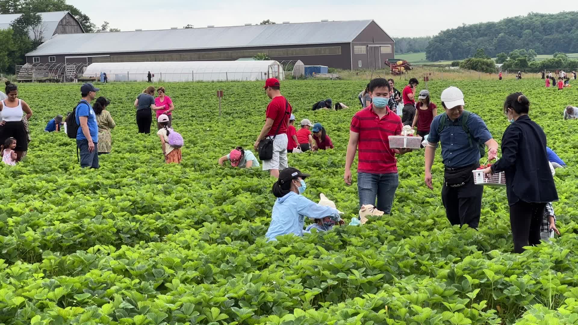 Strawberry picking in Canada