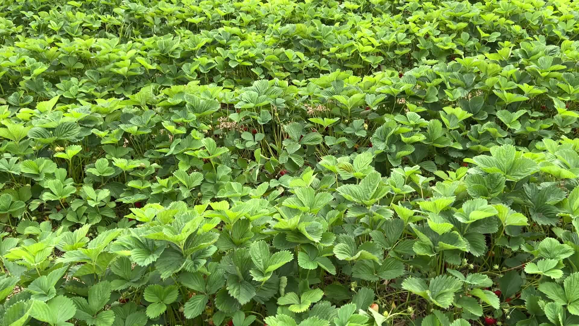 Strawberry picking in Canada