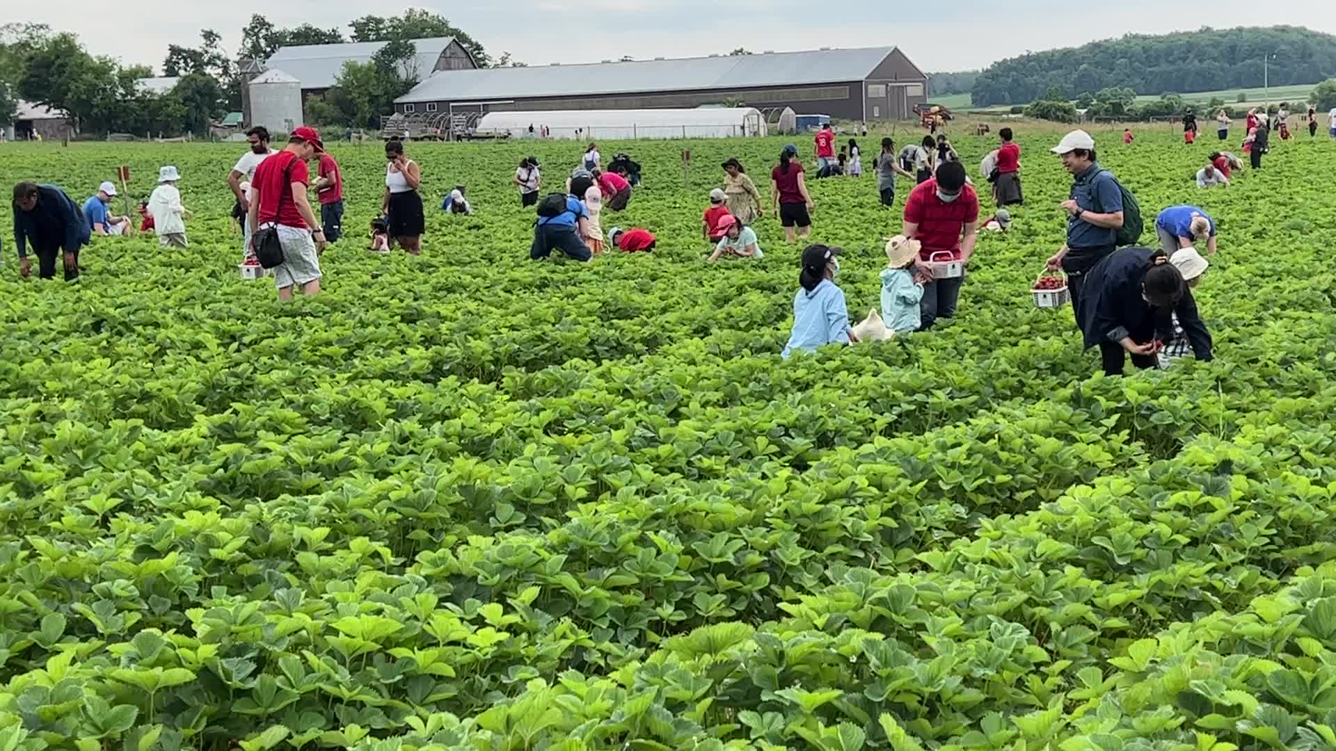 Strawberry picking in Canada