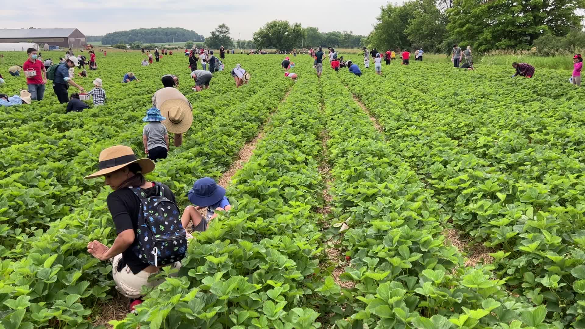 Strawberry picking in Canada