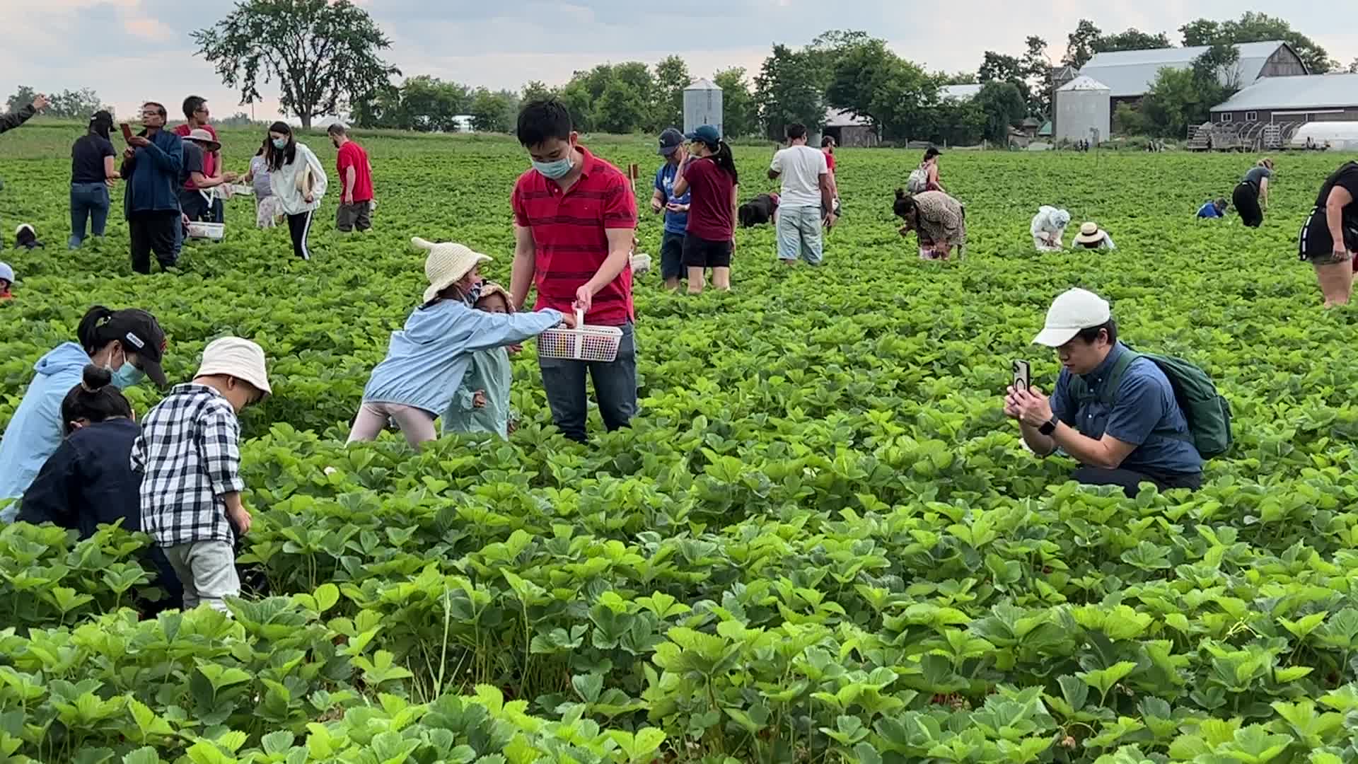 Strawberry picking in Canada