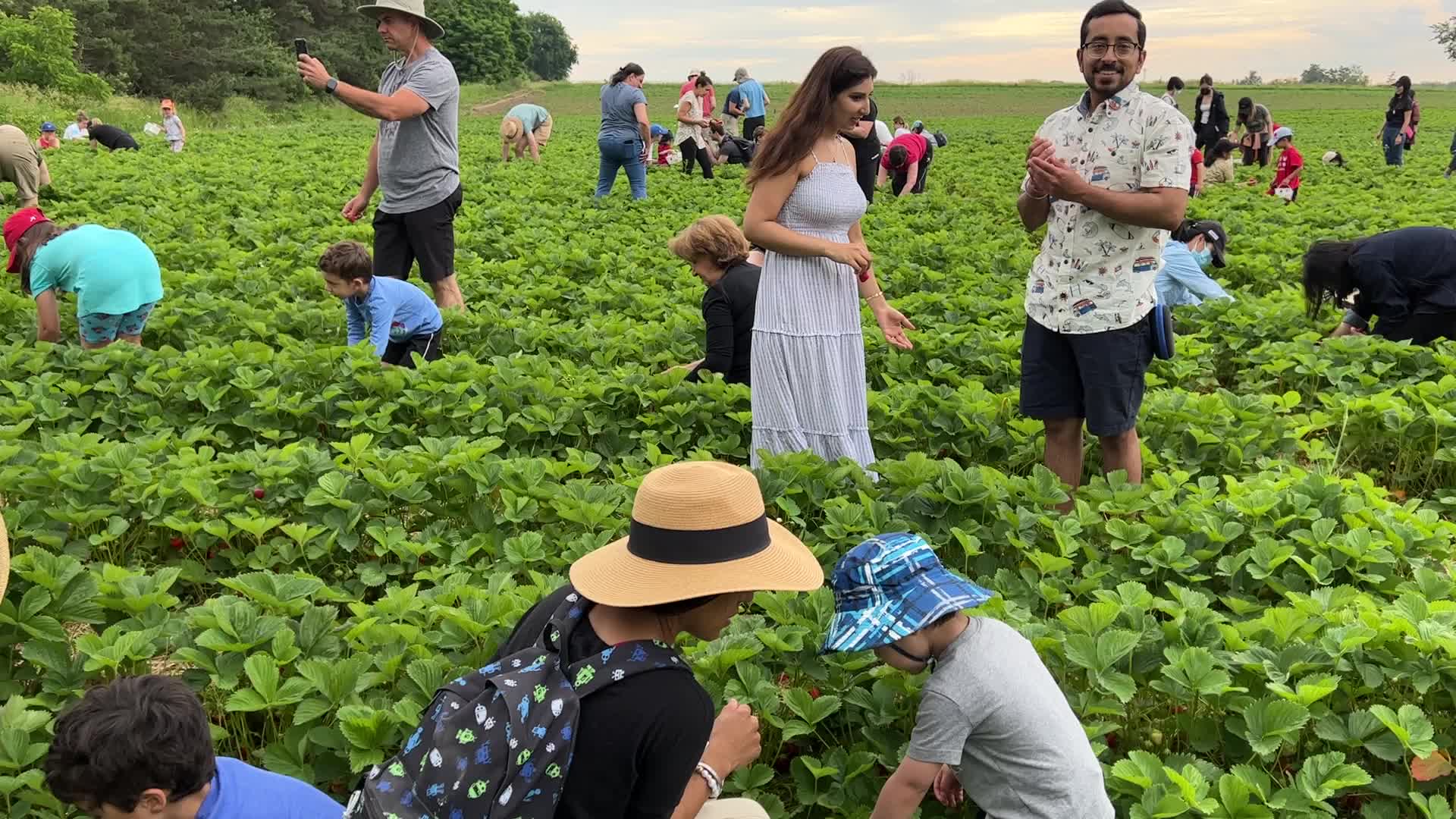Strawberry picking in Canada