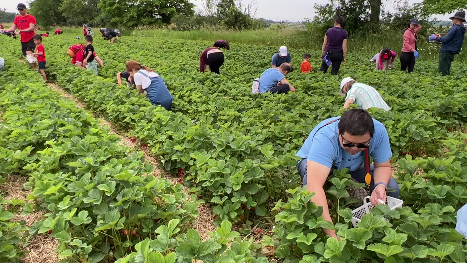 Strawberry picking in Canada