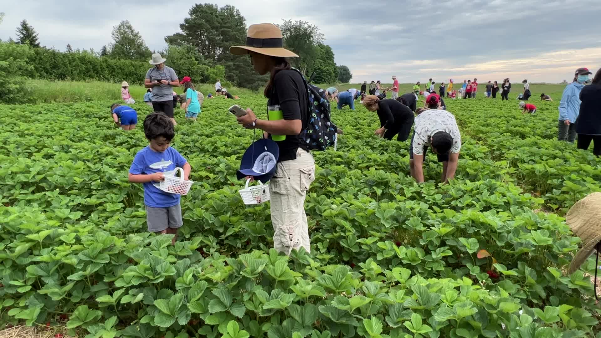 Strawberry picking in Canada