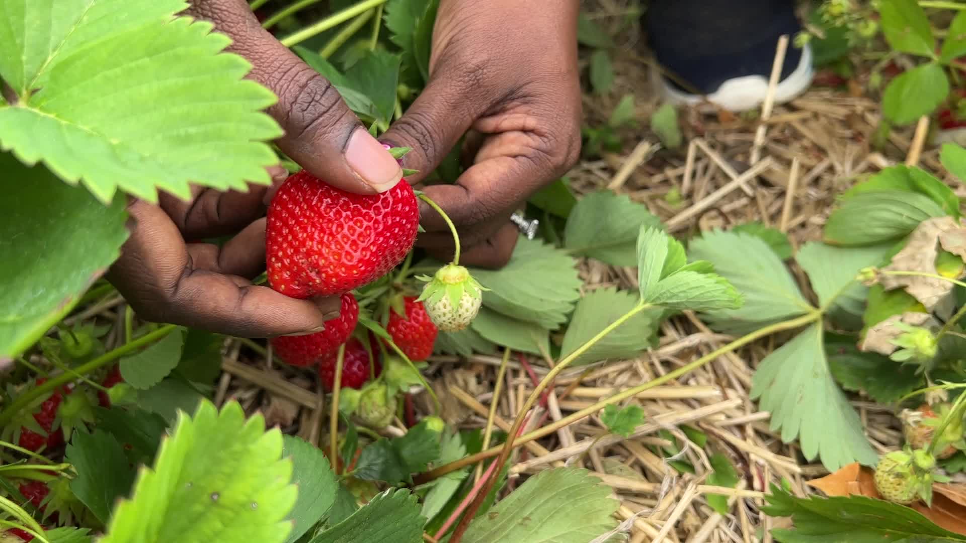 Strawberry picking in Canada