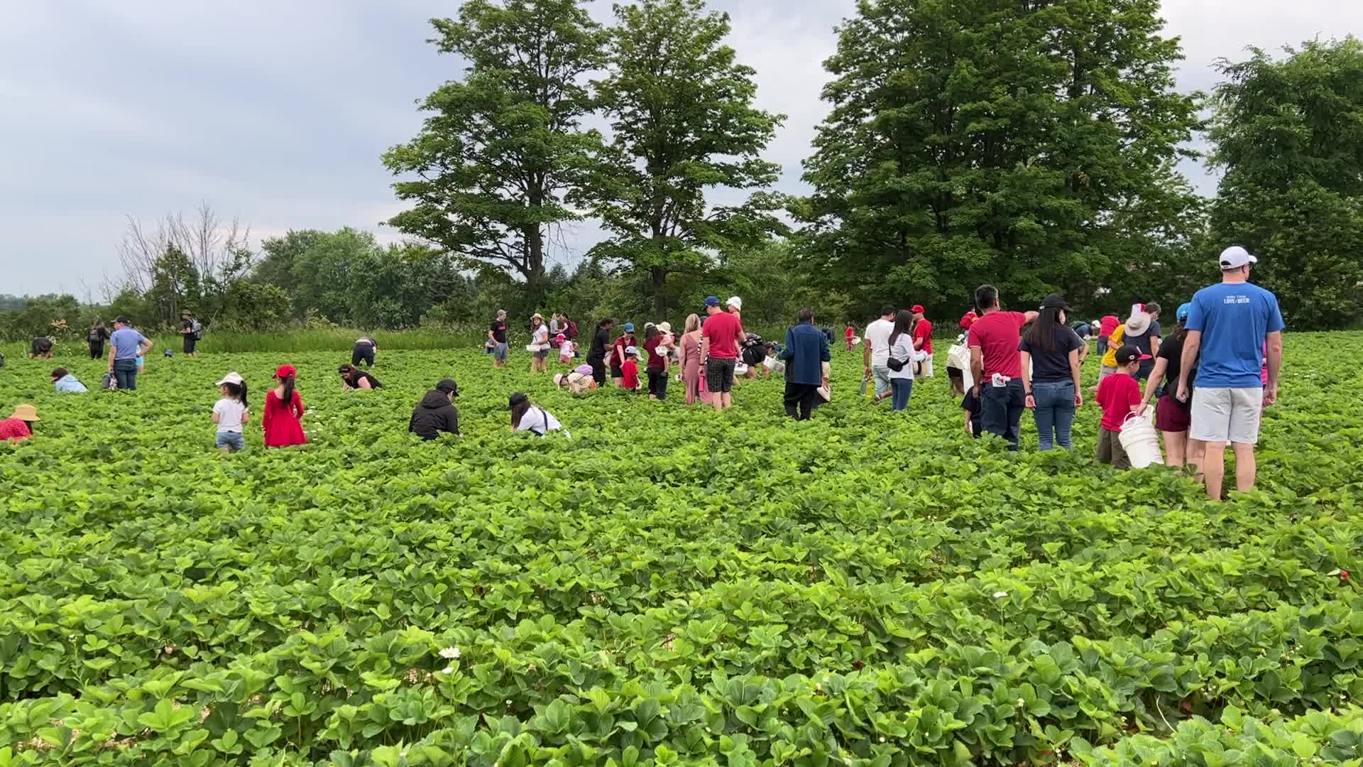 Strawberry picking in Canada