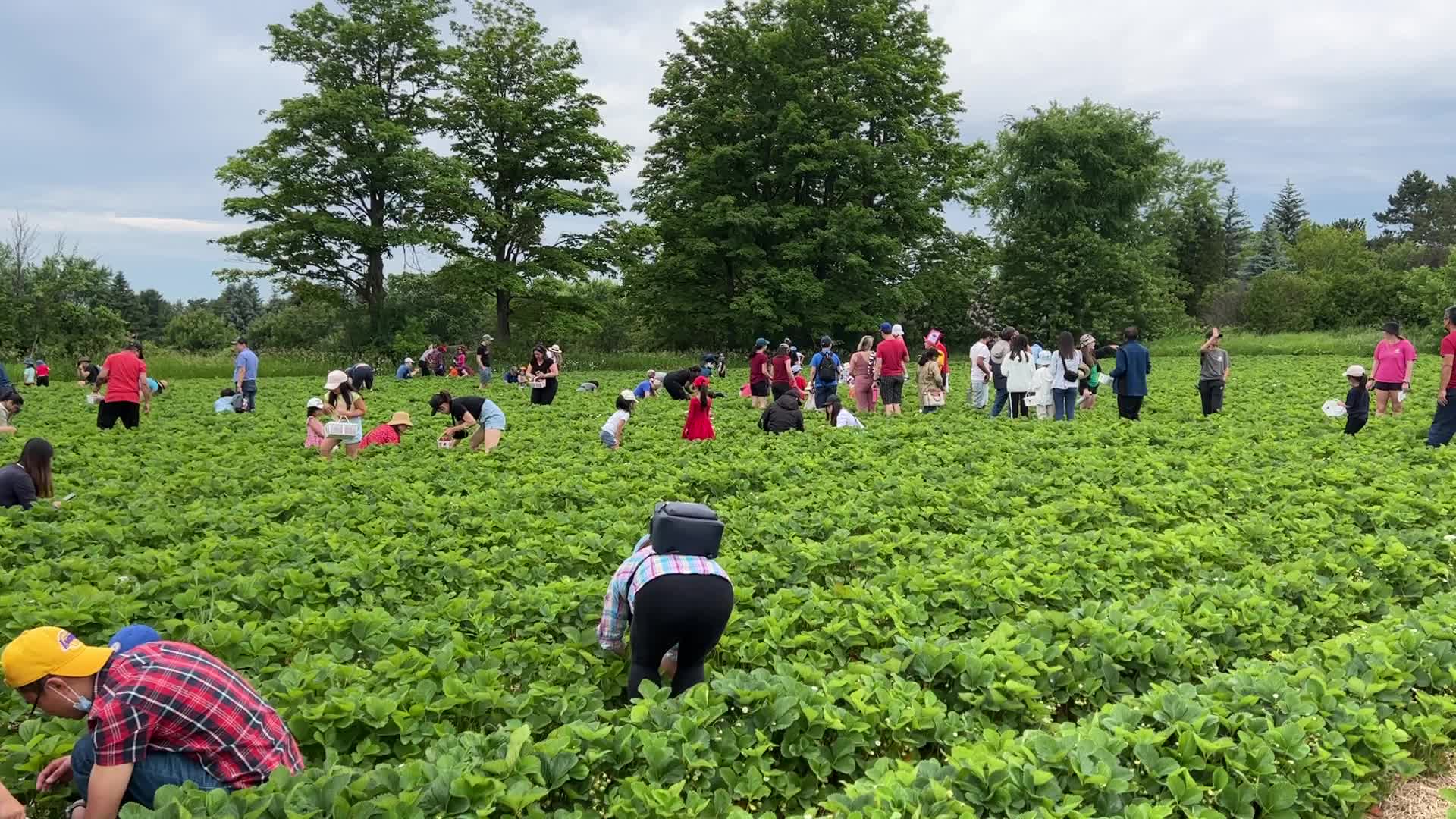 Strawberry picking in Canada