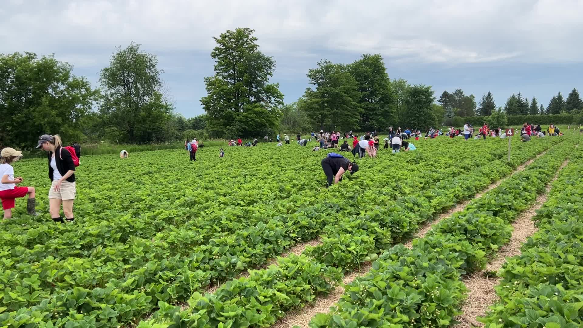 Strawberry picking in Canada
