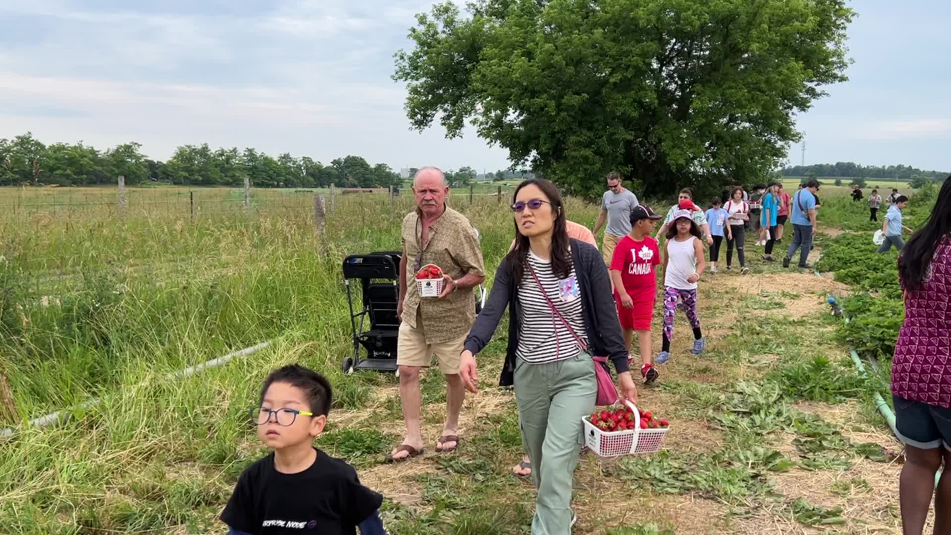 Strawberry picking in Canada