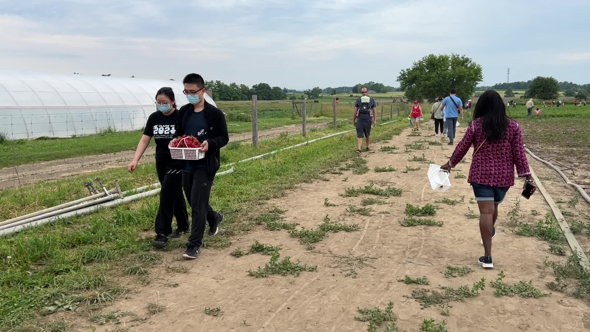 Strawberry picking in Canada