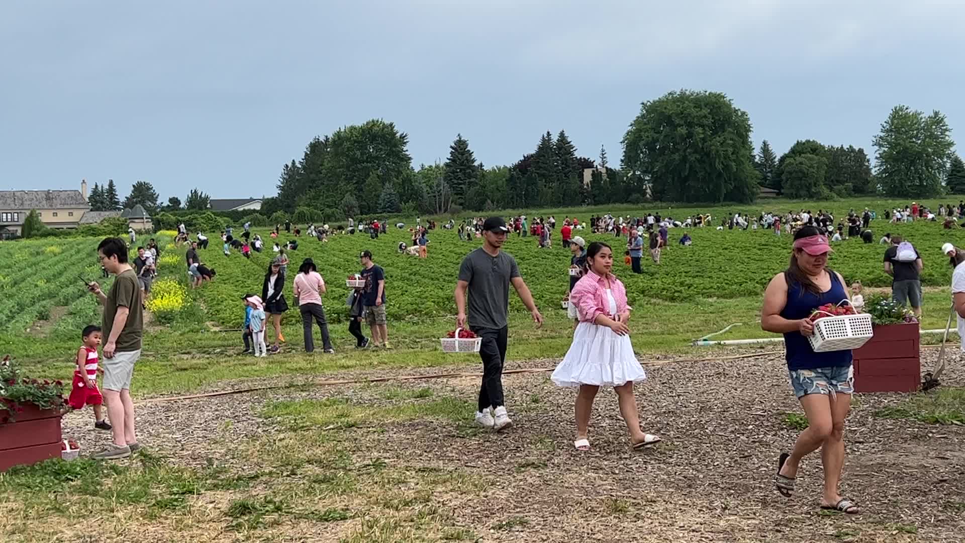 Strawberry picking in Canada