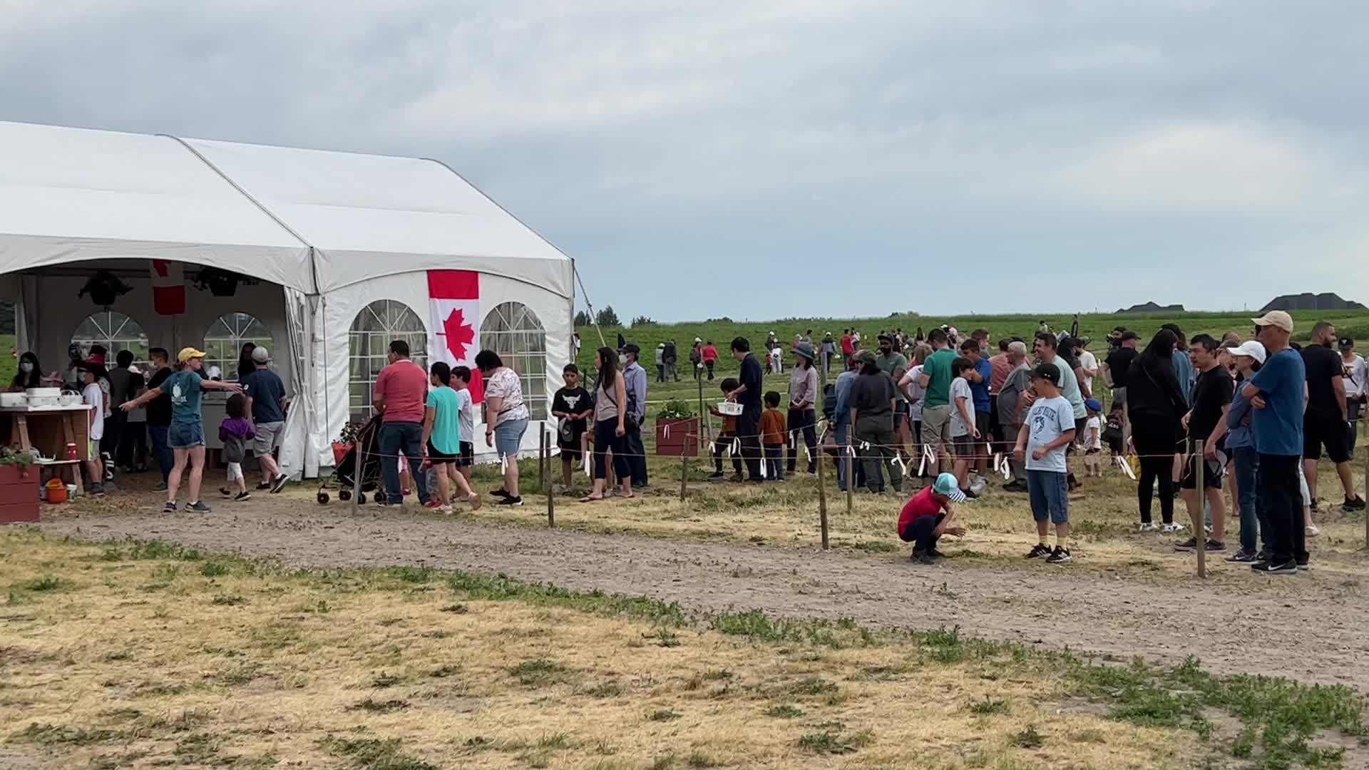 Strawberry picking in Canada