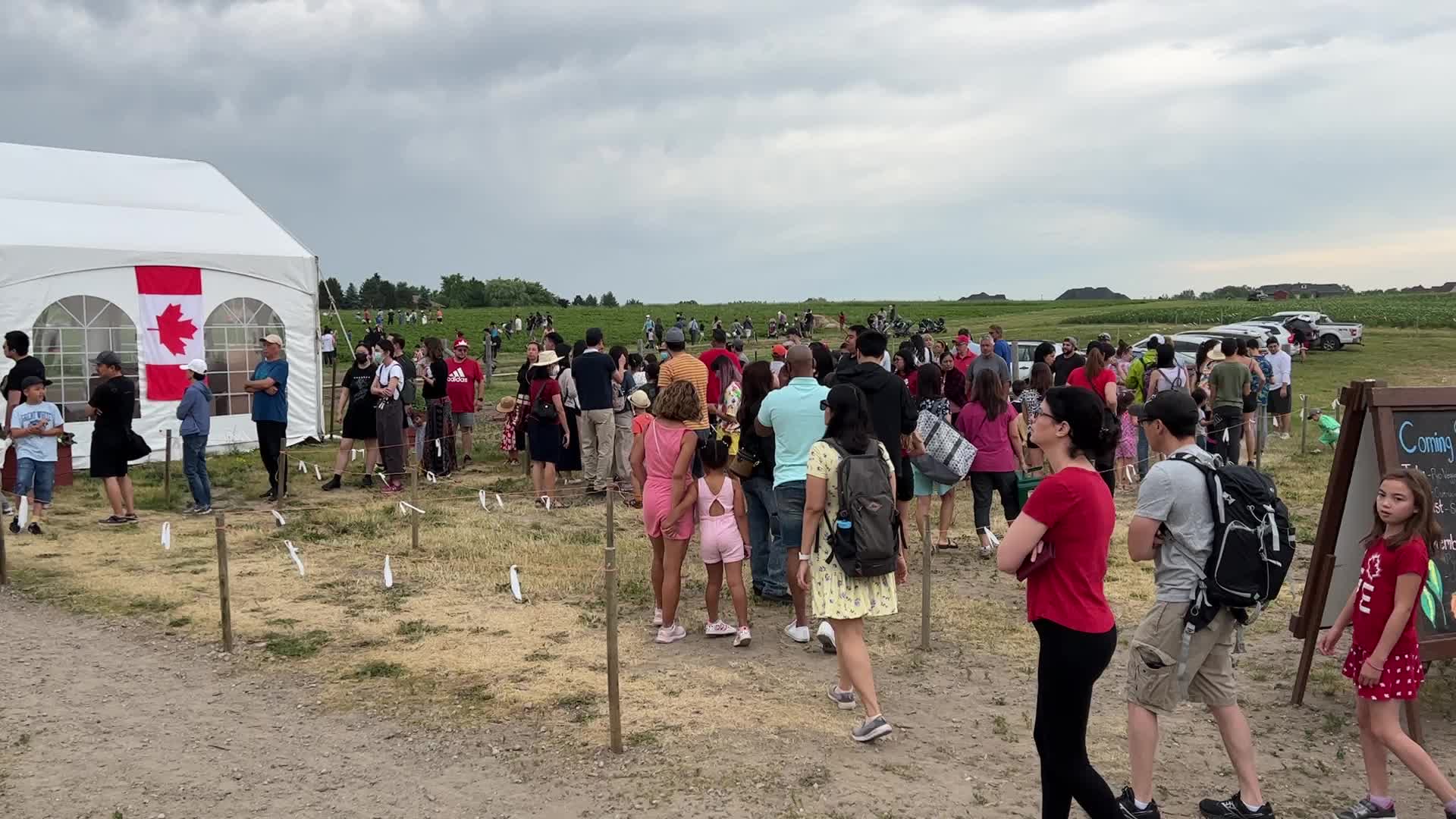 Strawberry picking in Canada