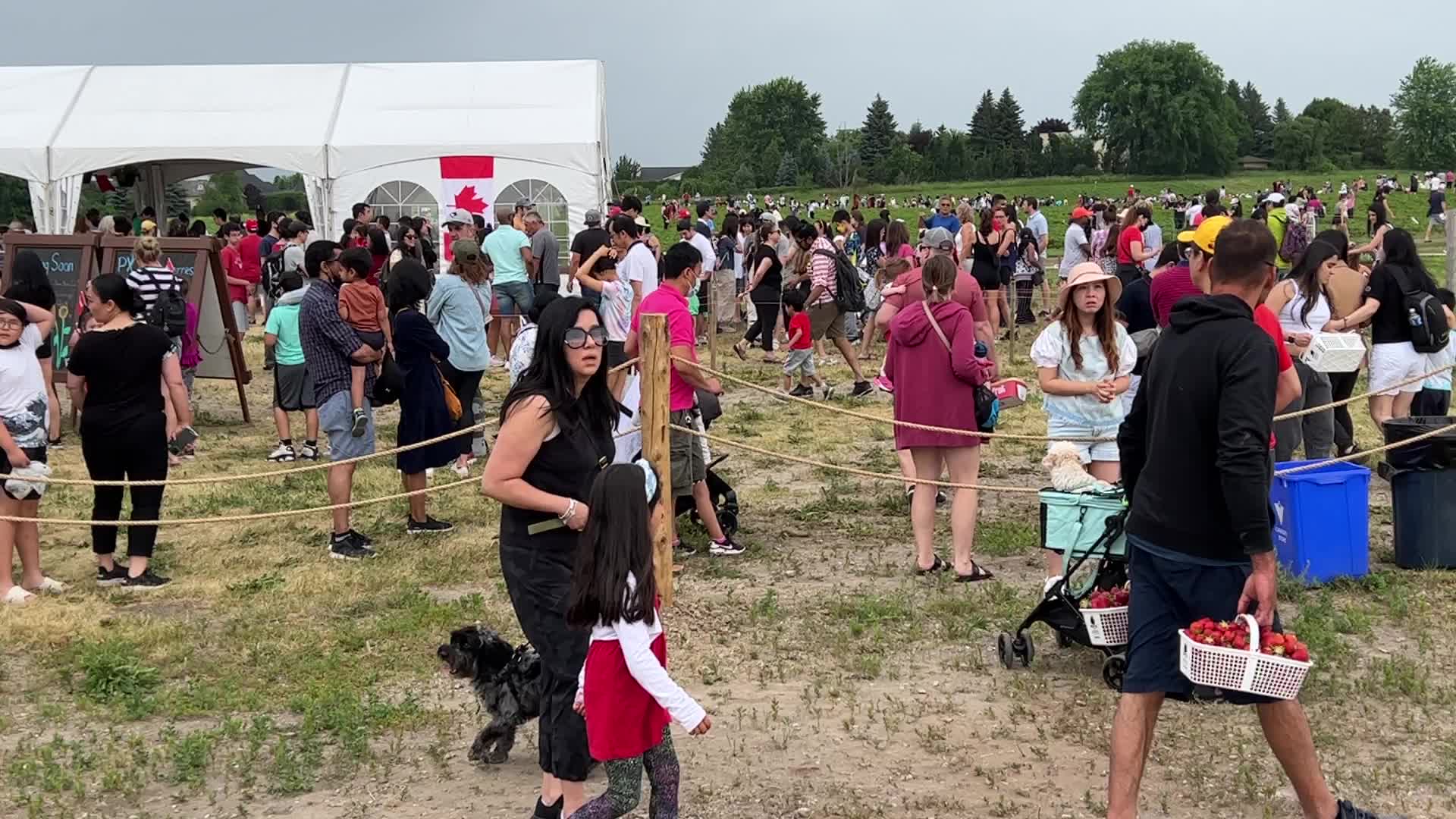 Strawberry picking in Canada