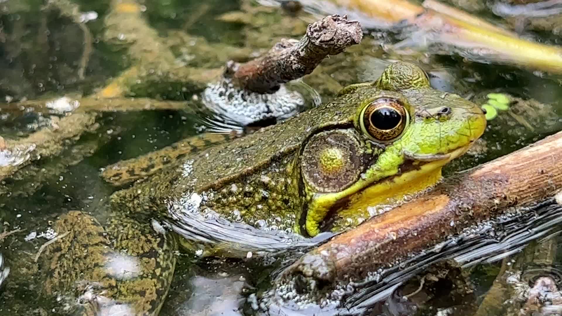 Green frog