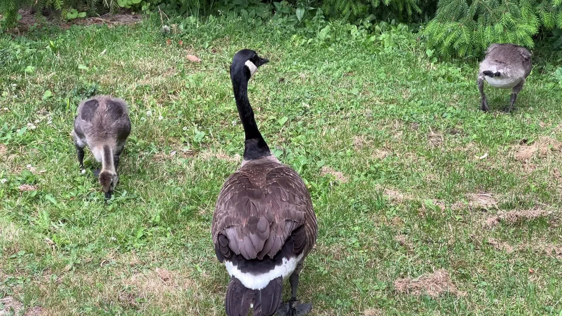 Canada geese