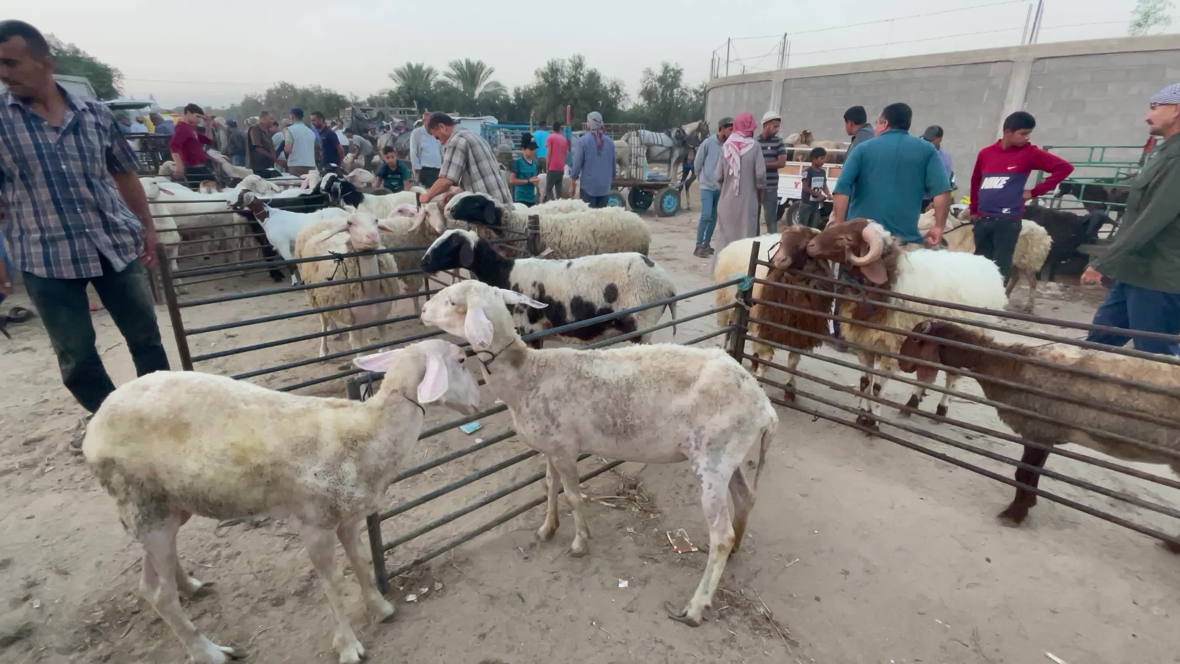  Eid al-Adha, in Deir al-Balah, in the center of the Gaza Strip,