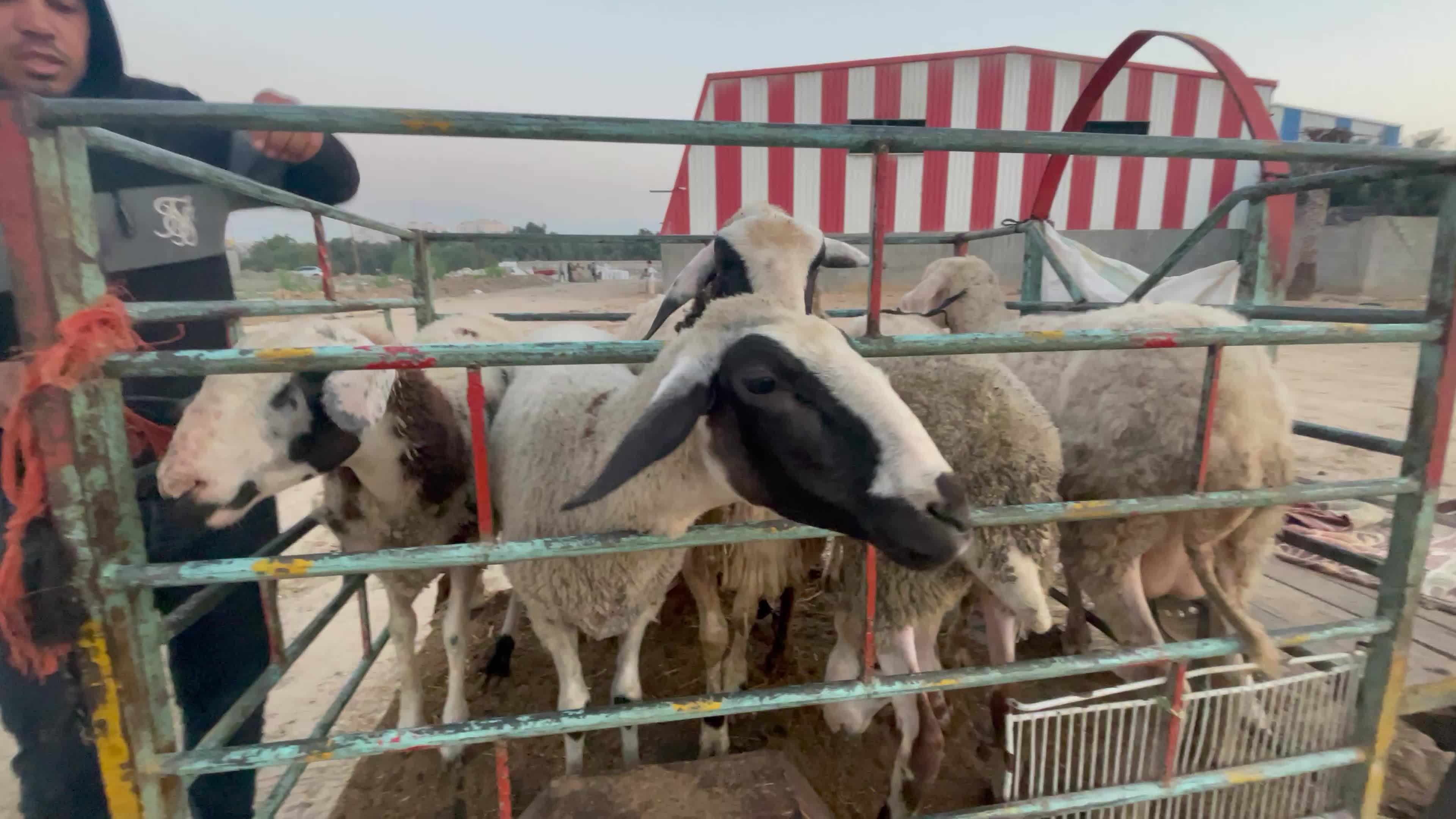  Eid al-Adha, in Deir al-Balah, in the center of the Gaza Strip,