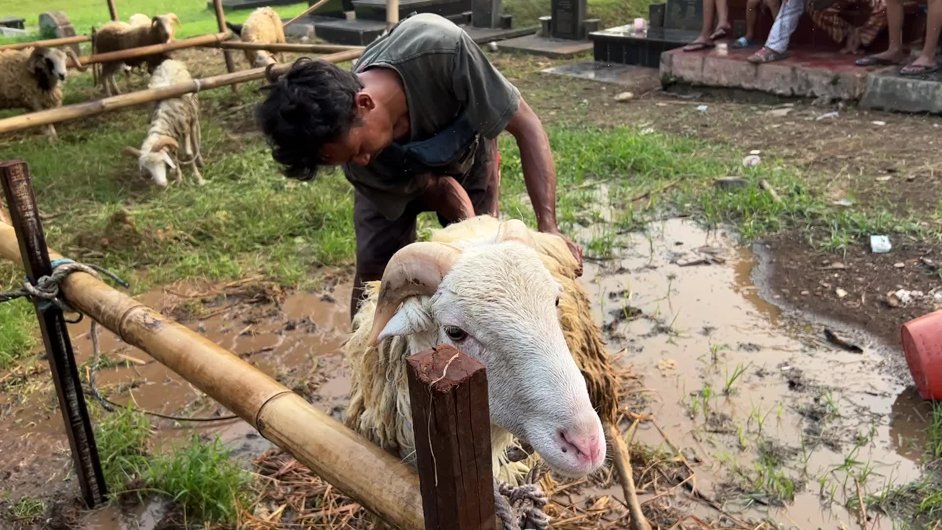 Eid al-Adha In Indonesia