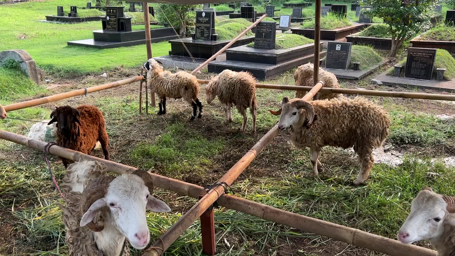Eid al-Adha In Indonesia