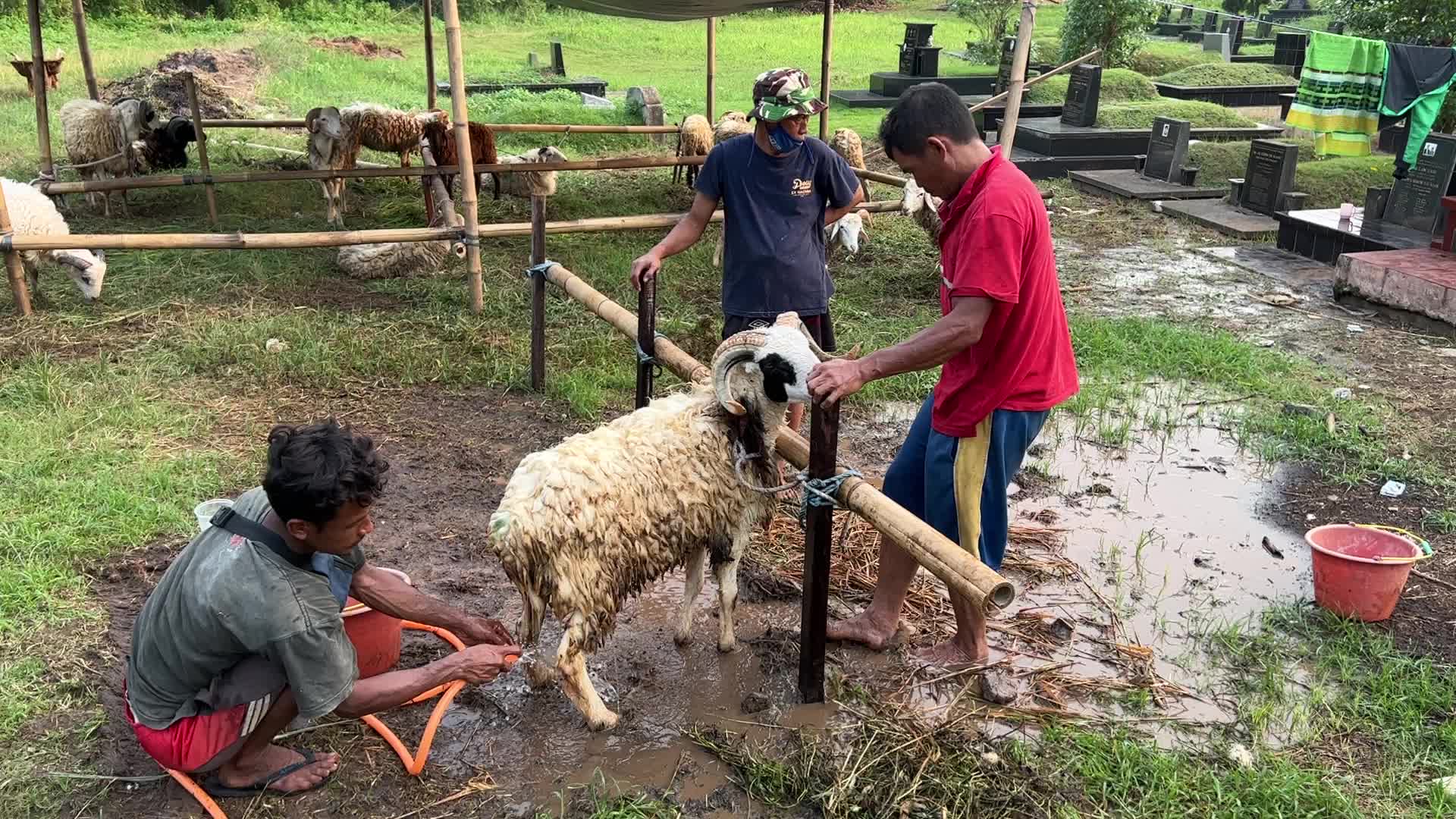 Eid al-Adha In Indonesia