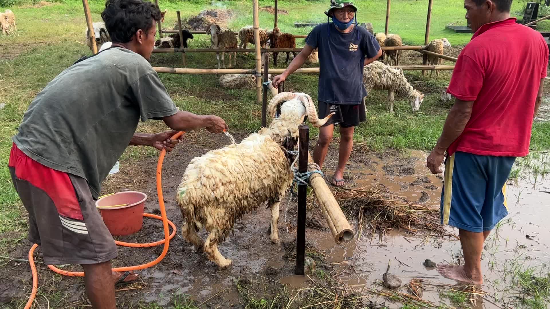 Eid al-Adha In Indonesia