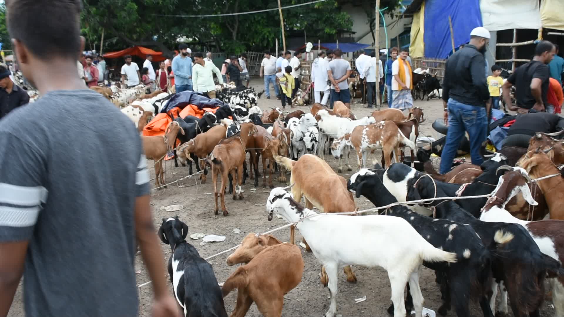 Livestock market ahead of Eid-Ul-Adha celebration in Kolkata.