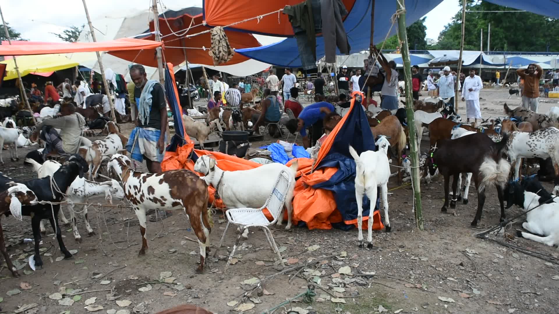 Livestock market ahead of Eid-Ul-Adha celebration in Kolkata.