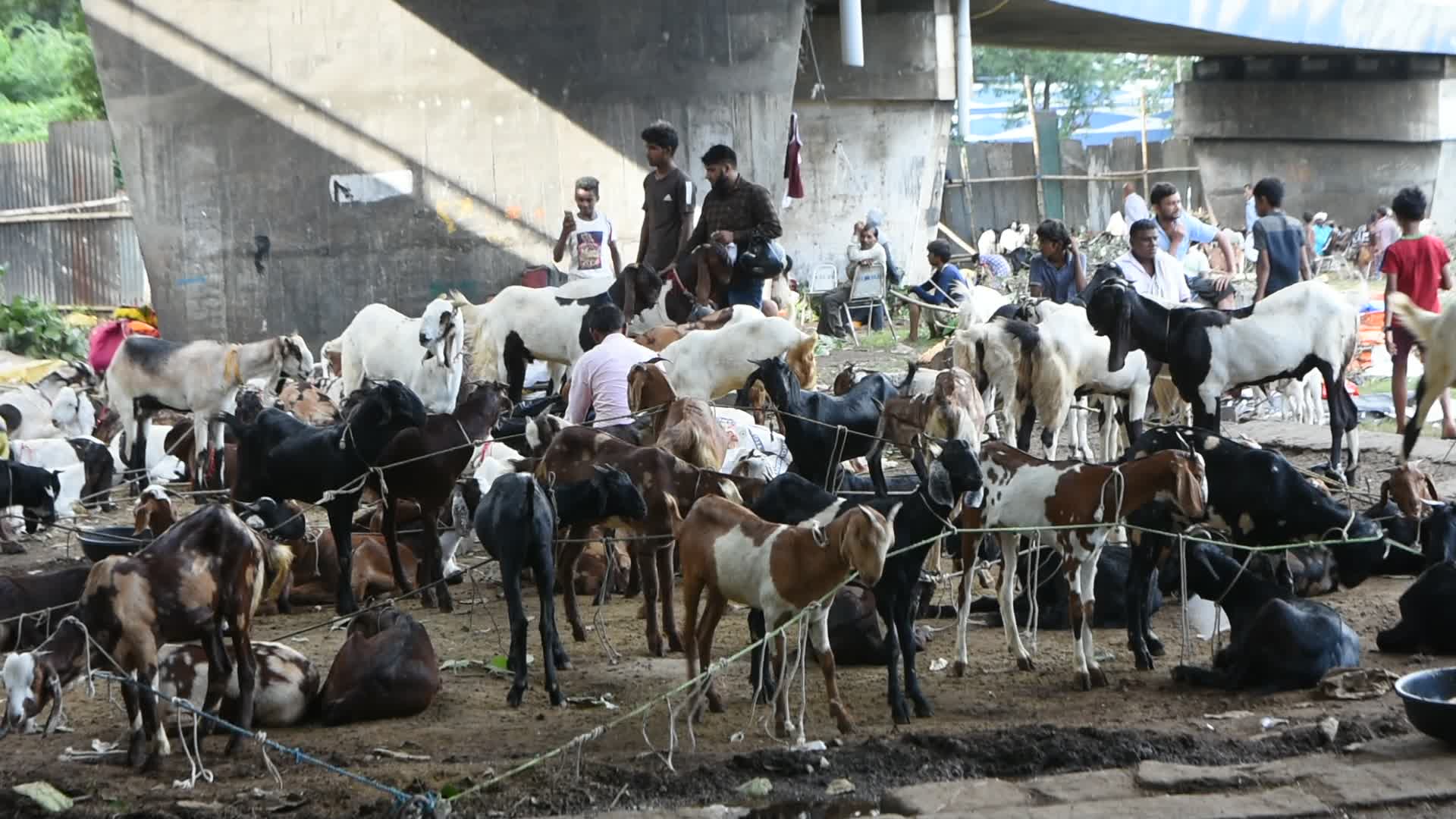 Livestock market ahead of Eid-Ul-Adha celebration in Kolkata.