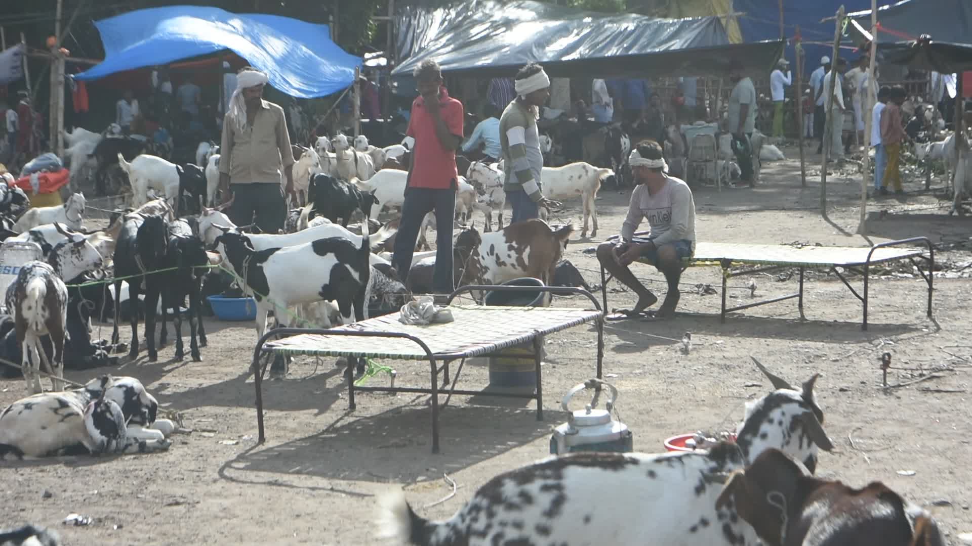 Livestock market ahead of Eid-Ul-Adha celebration in Kolkata.