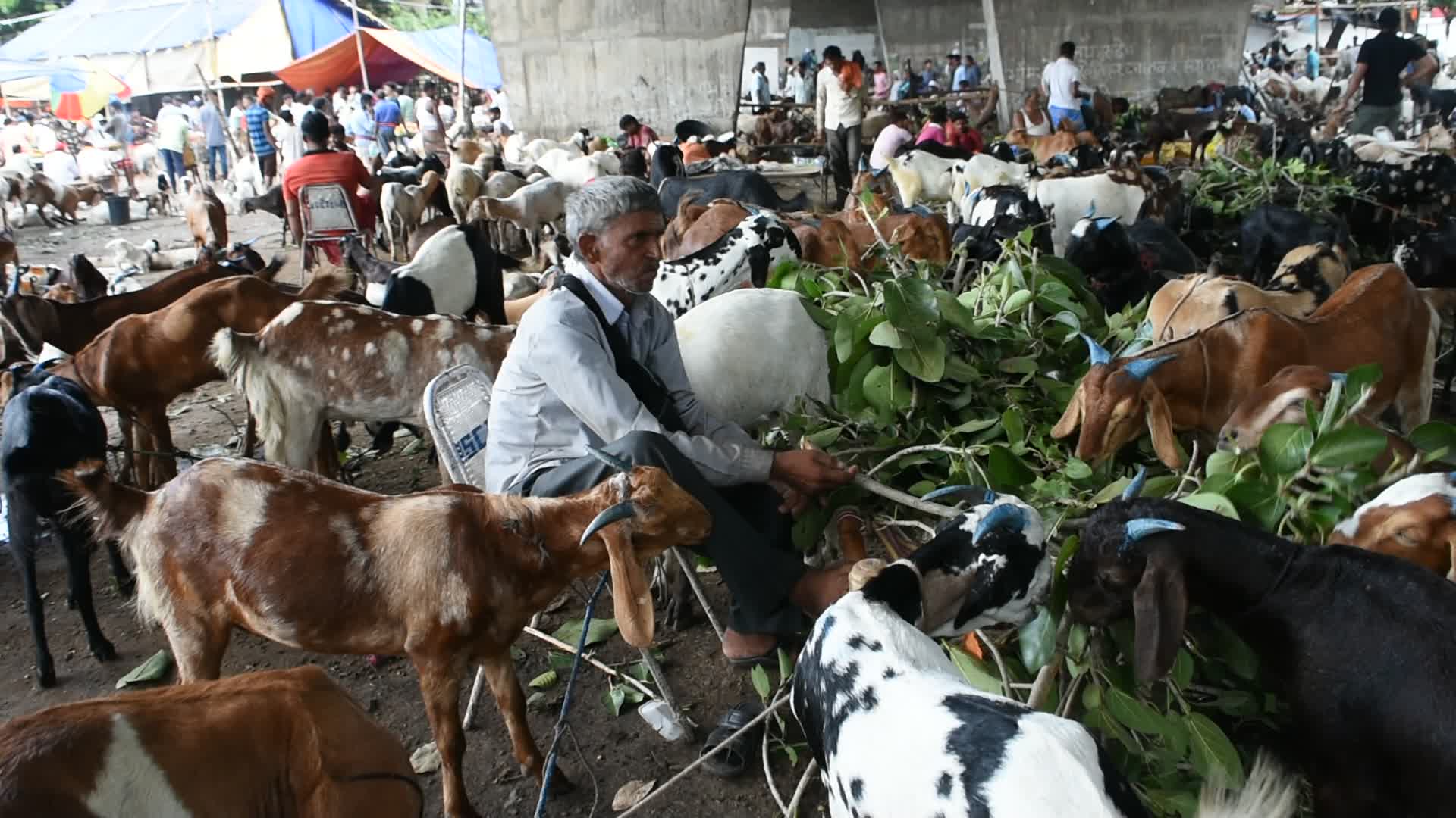 Livestock market ahead of Eid-Ul-Adha celebration in Kolkata.
