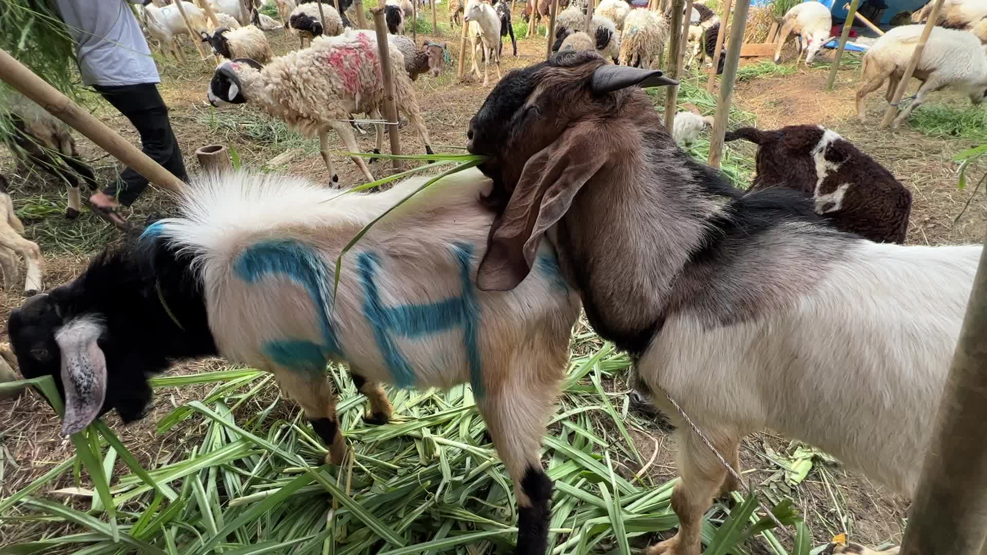Goat Selling ahead Eid Al-Adha in Indonesia