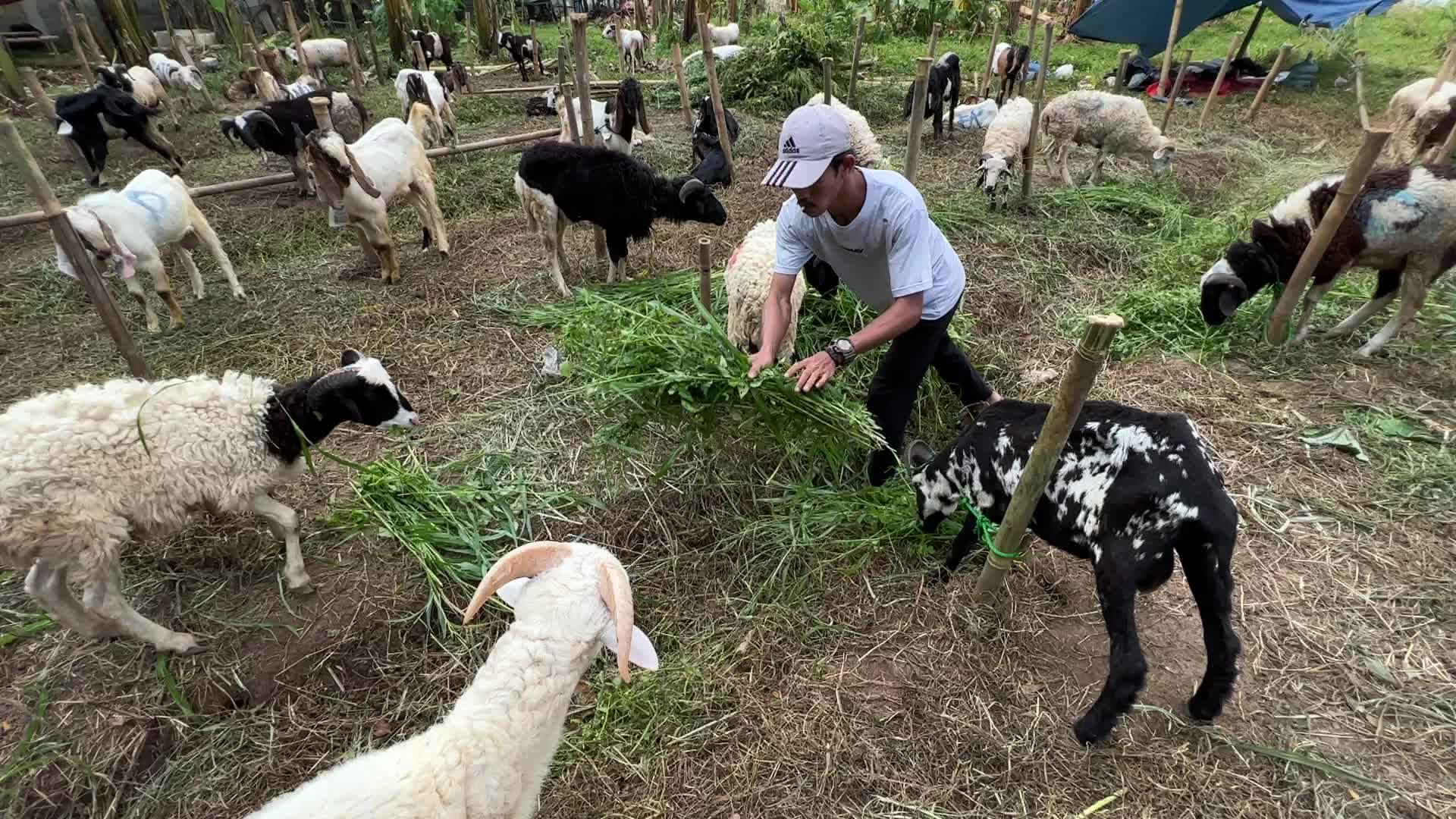 Goat Selling ahead Eid Al-Adha in Indonesia