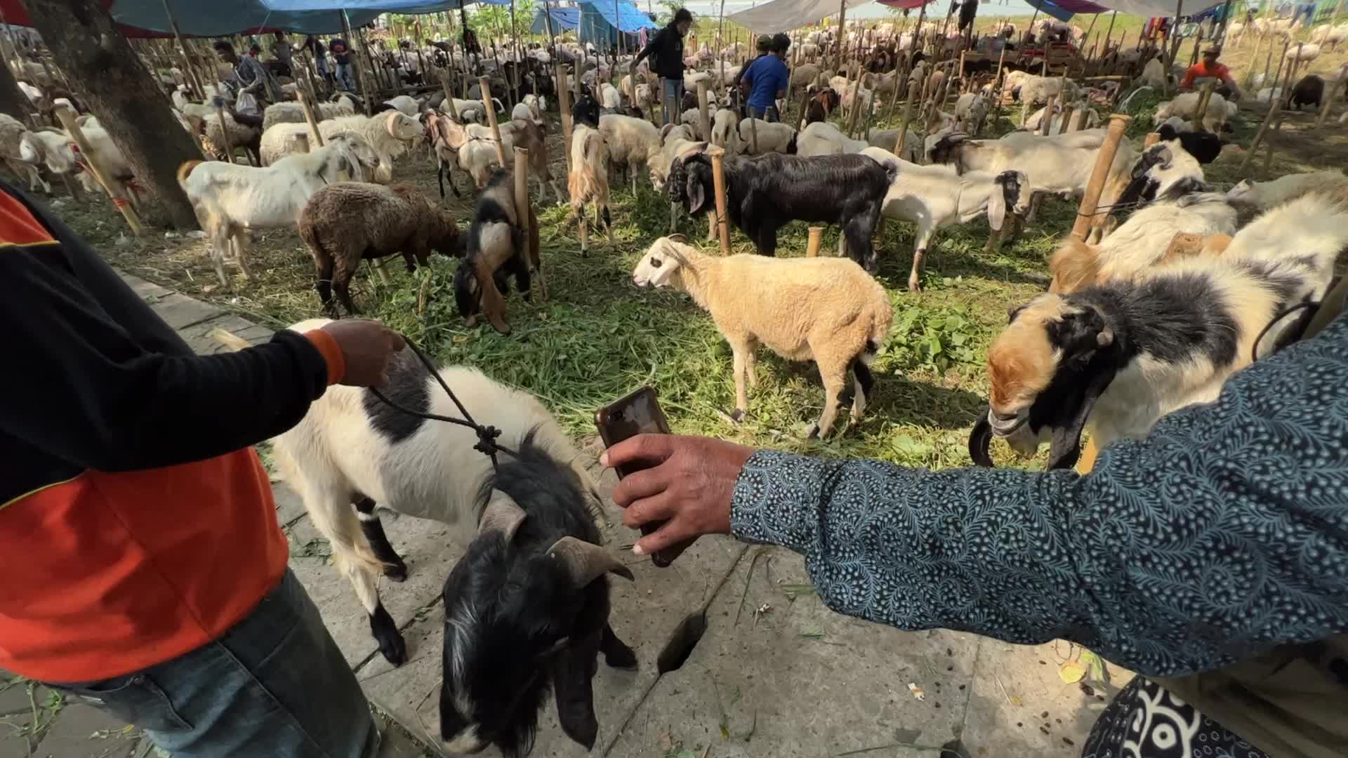 Goat Selling ahead Eid Al-Adha in Indonesia