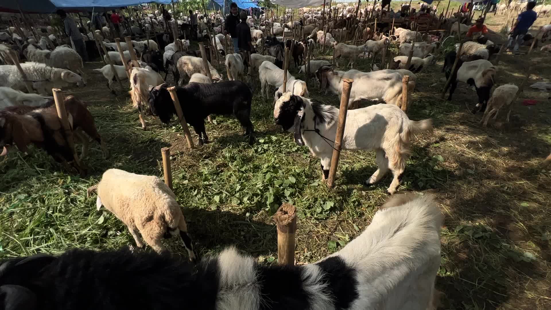 Goat Selling ahead Eid Al-Adha in Indonesia