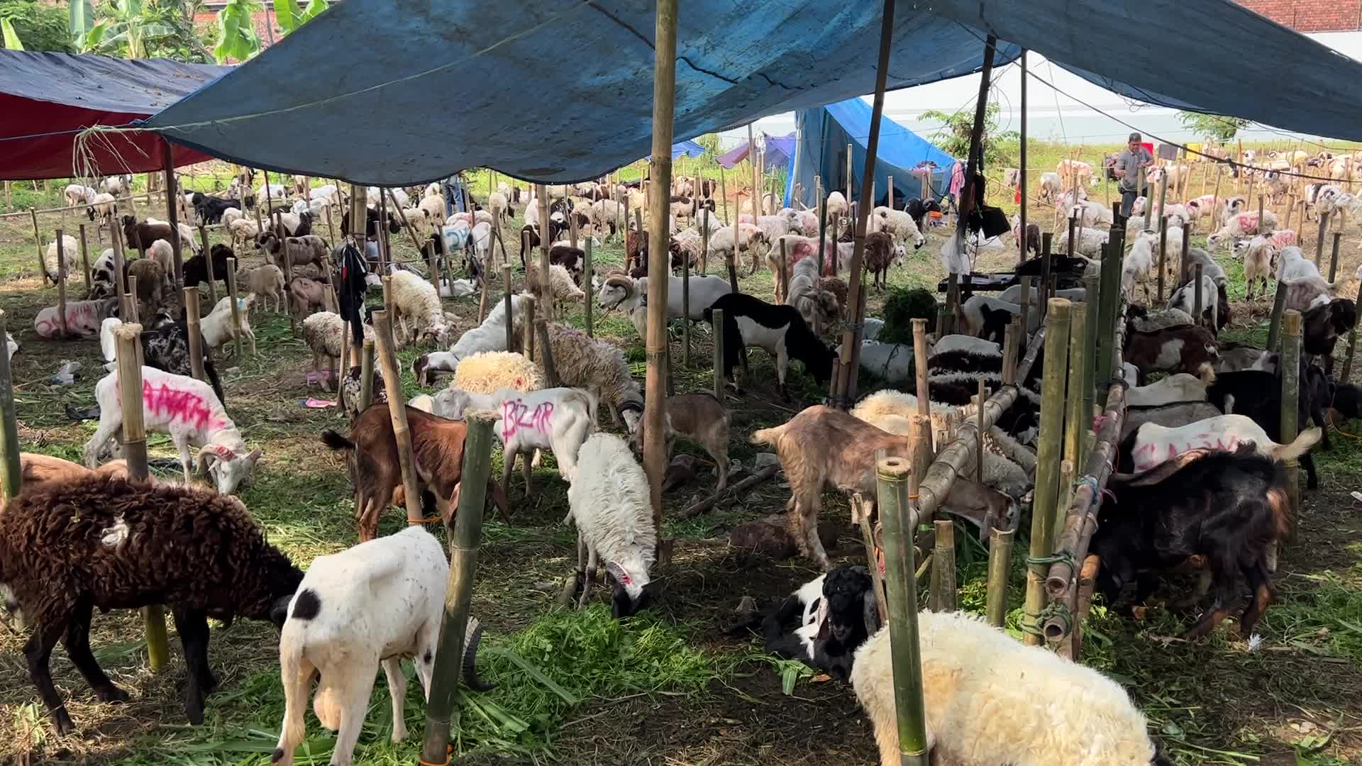 Goat Selling ahead Eid Al-Adha in Indonesia