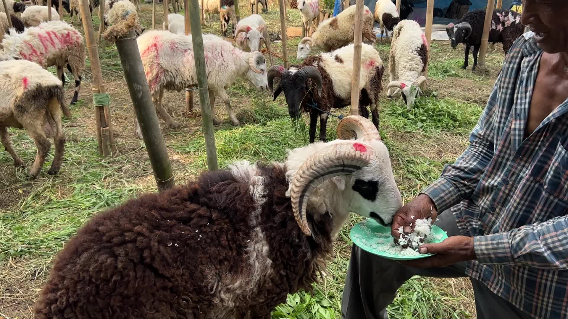 Goat Selling ahead Eid Al-Adha in Indonesia