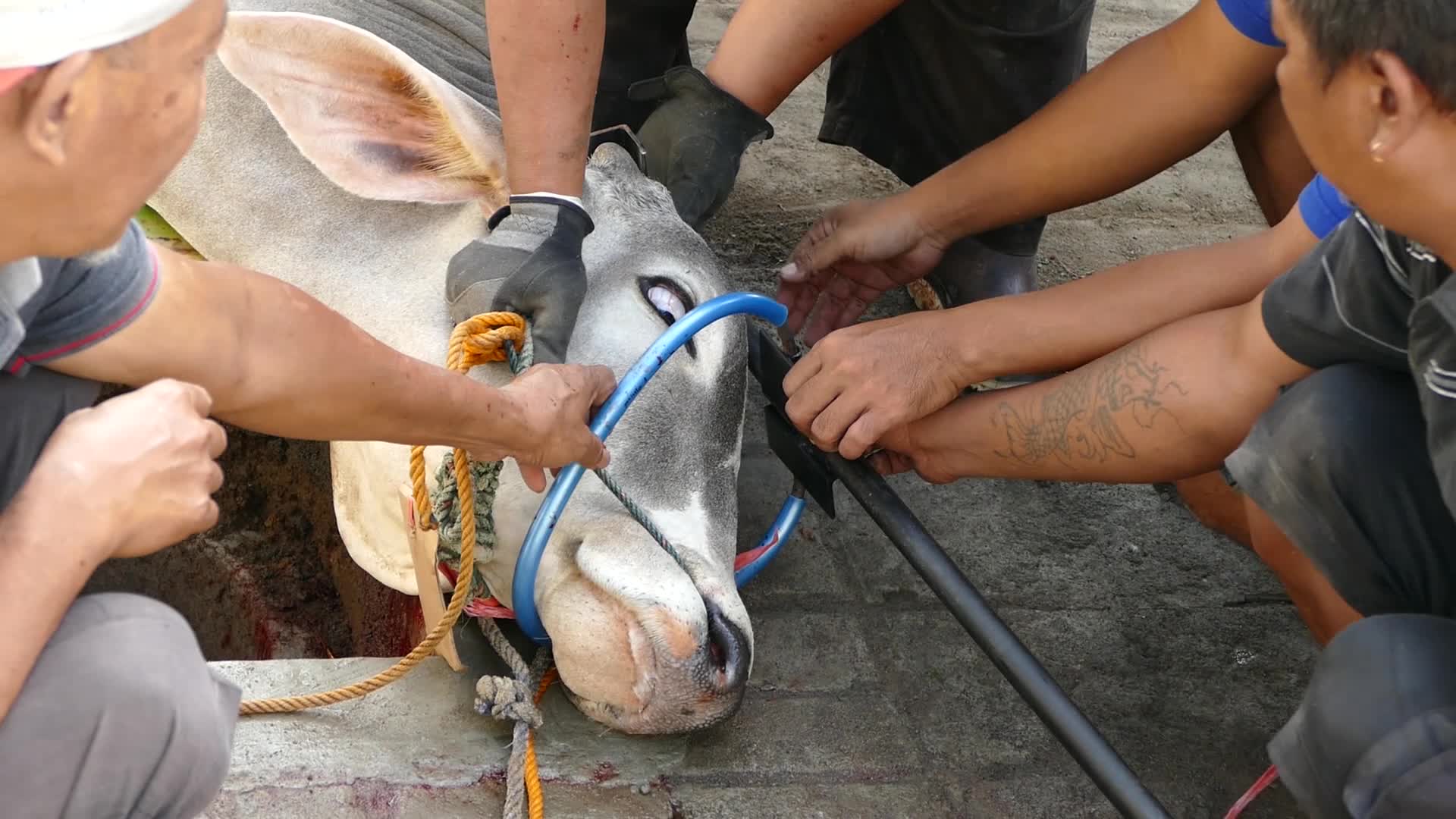 Indonesian Muslims Celebrate Eid al-Adha