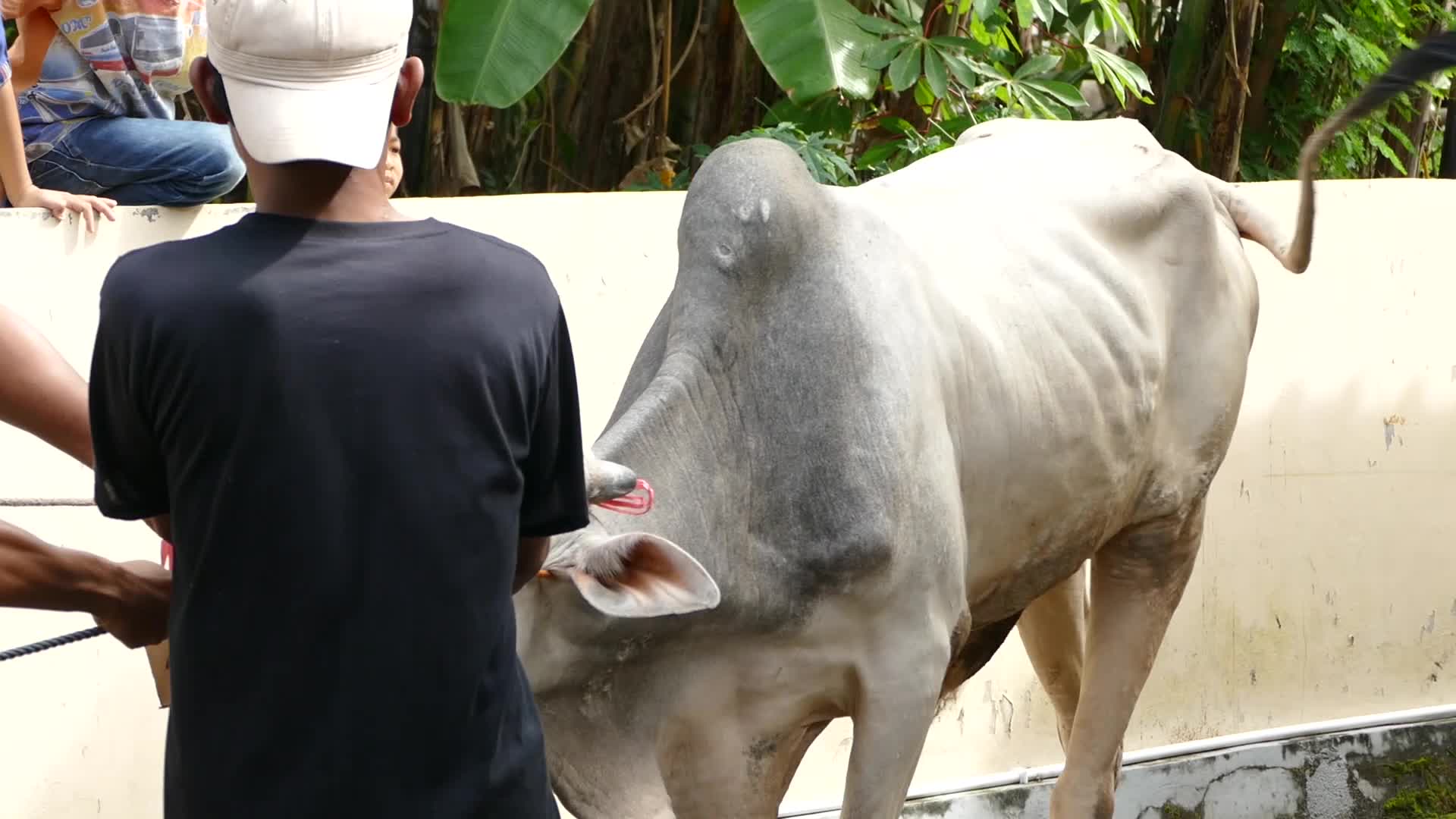 Indonesian Muslims Celebrate Eid al-Adha
